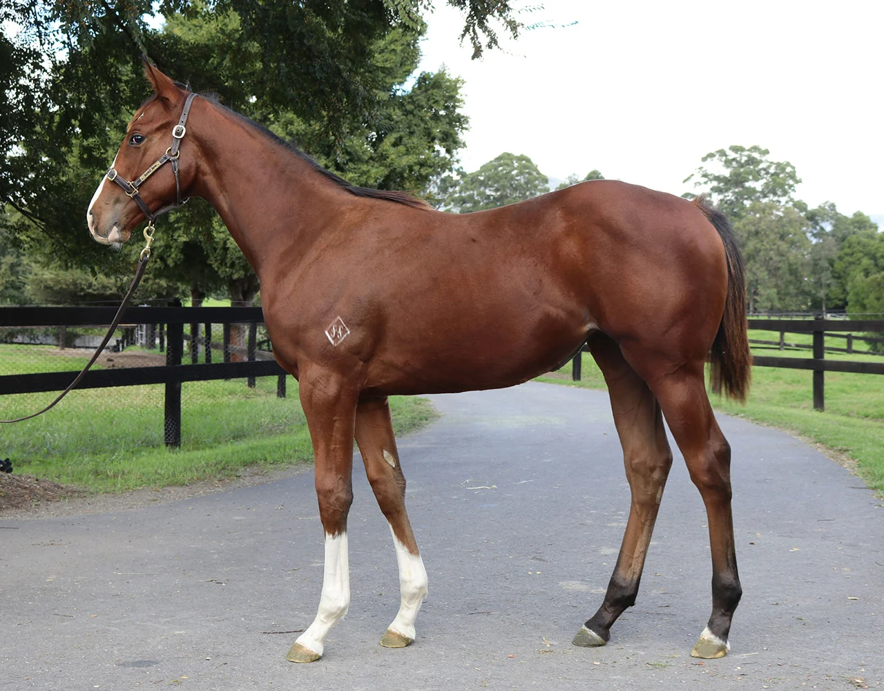 _0002_Vancouver x Stratance Filly Lot 106.jpg