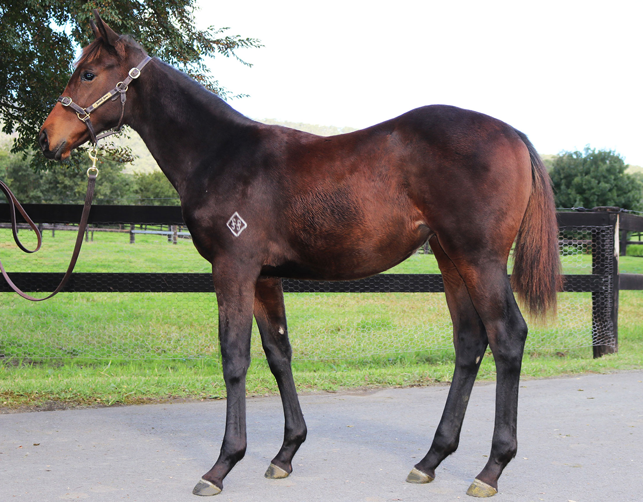 _0013_Pierro x Sweet Maggie Filly Lot 111.jpg