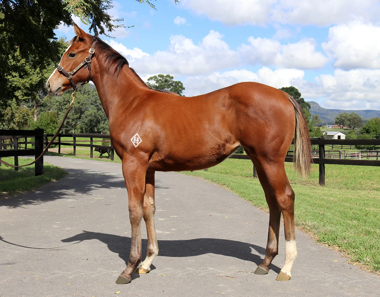 _0009_Rubick x Tiger Eyes Filly Lot 123.jpg