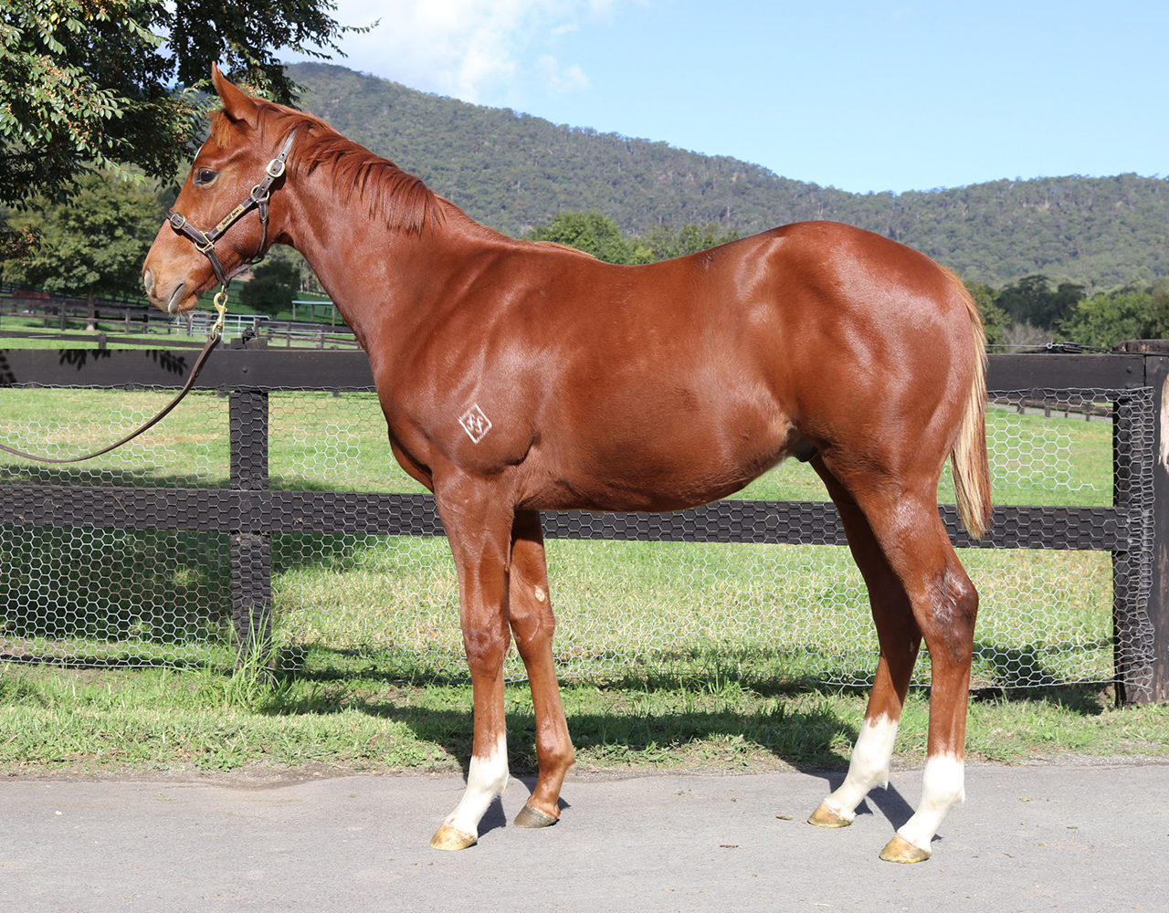 _0000_Wandjina x Ultima Carta Colt Lot 129.jpg