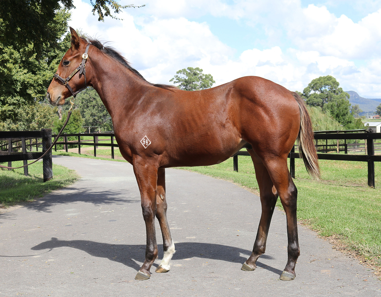 _0008_Rubick x Wasimah Colt Lot 134.jpg
