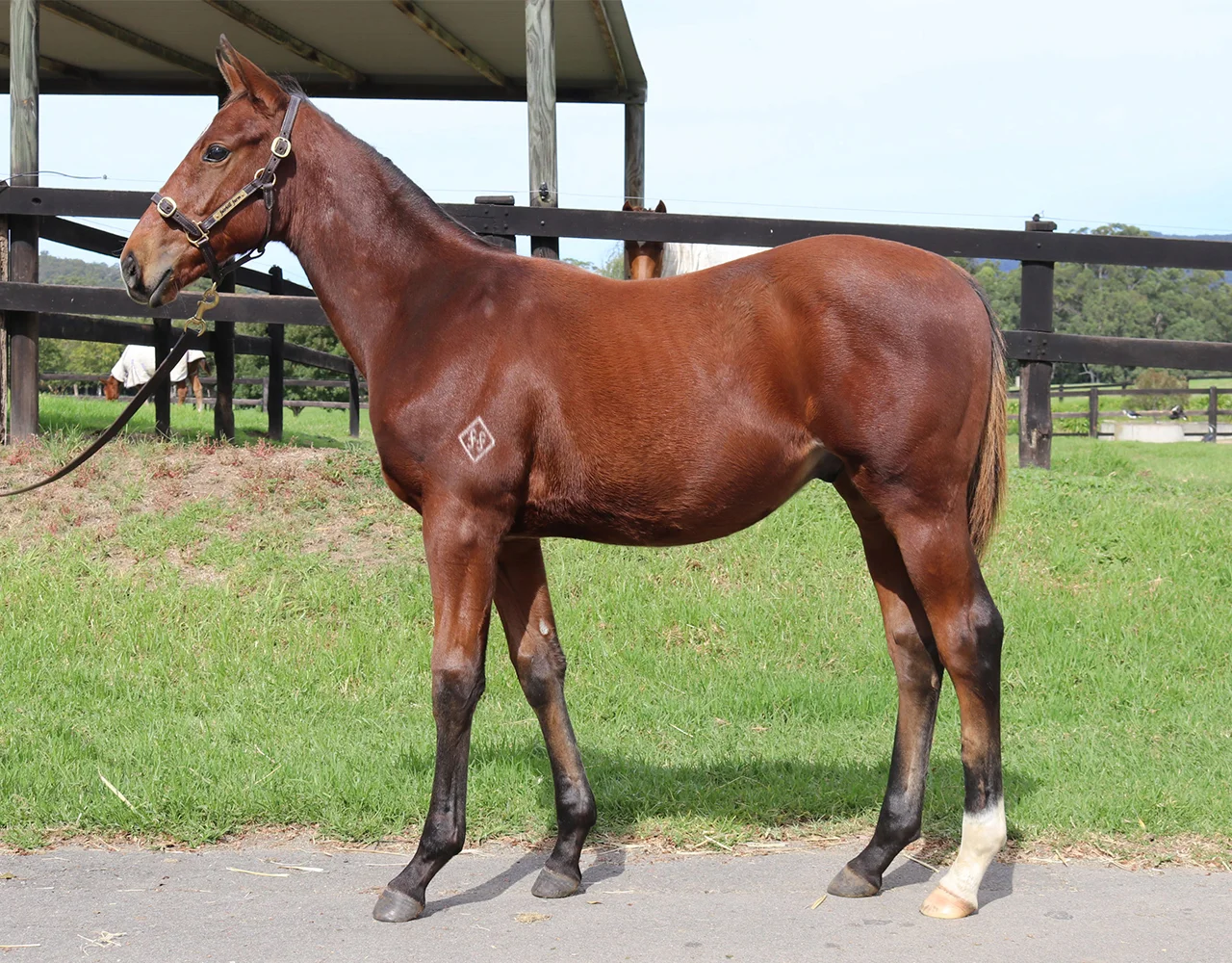 _0033_American Pharoah x Yuma Desert Colt Lot 140.jpg