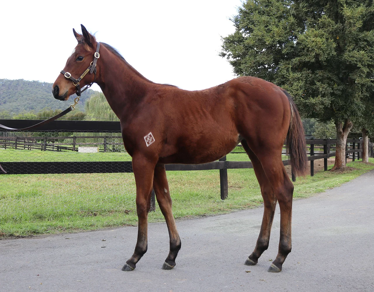 _0005_Super One x Anastasia Girl Filly Lot 152.jpg