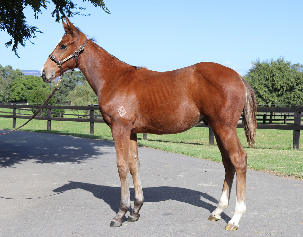 _0003_Vancouver x Blowin In The Wind Colt Lot 171.jpg