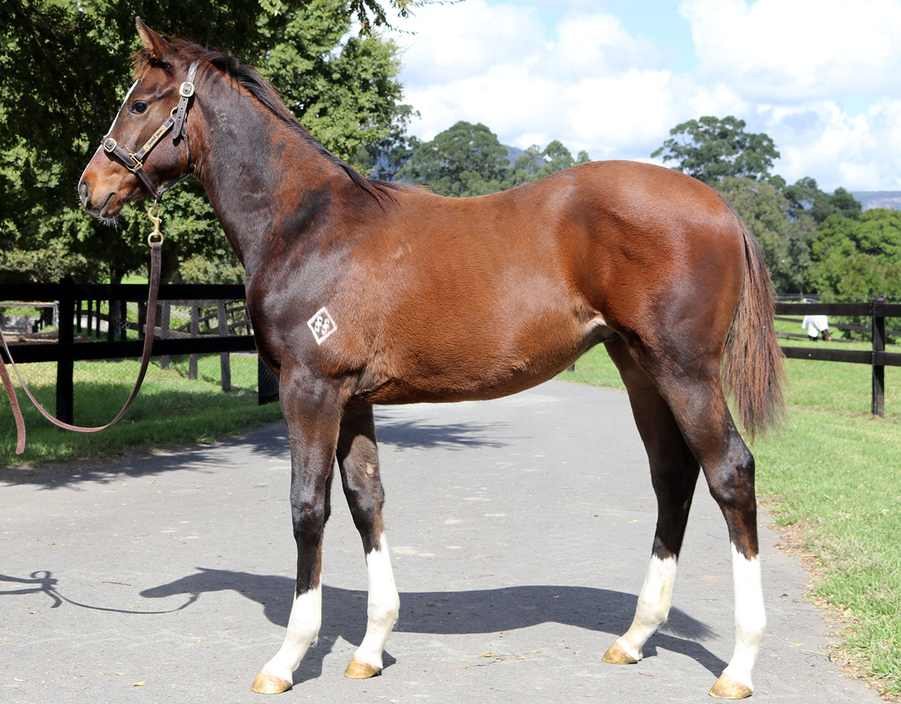 _0027_Deep Field x Catastrophe Colt Lot 181.jpg