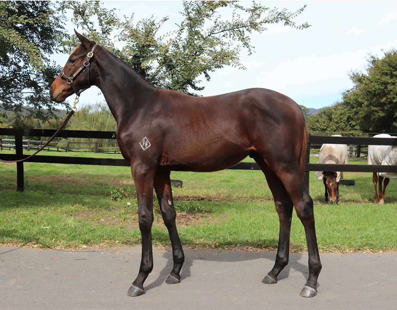_0025_Dissident x Curvaceous Colt Lot 202.jpg