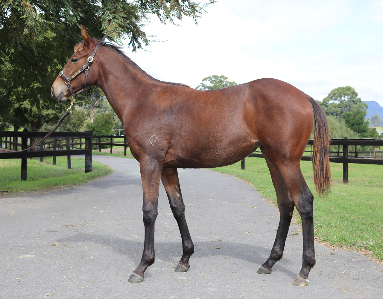 _0021_Flying Artie x Exceed And Excite Filly Lot 223.jpg