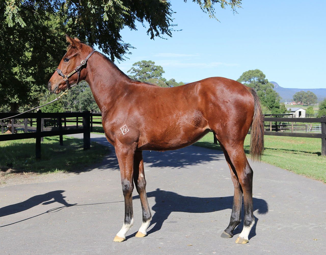 _0010_Rubick x Flying Strike Filly Lot 229.jpg