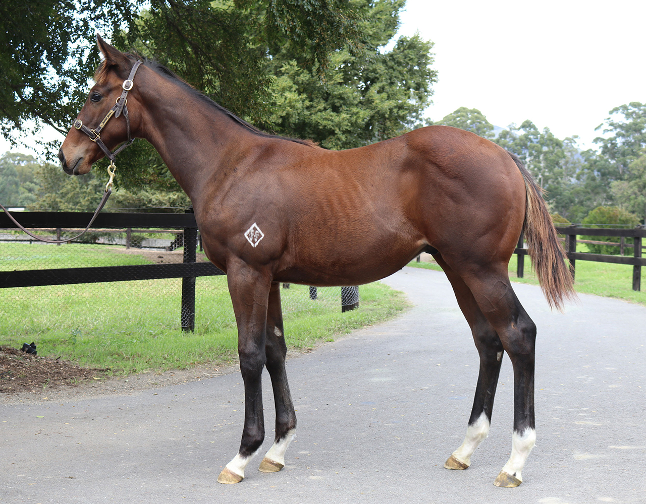_0016_Outreach x Heavensentme Colt Lot 240.jpg