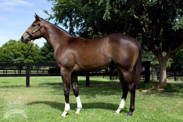 Heaven’s High as a yearling