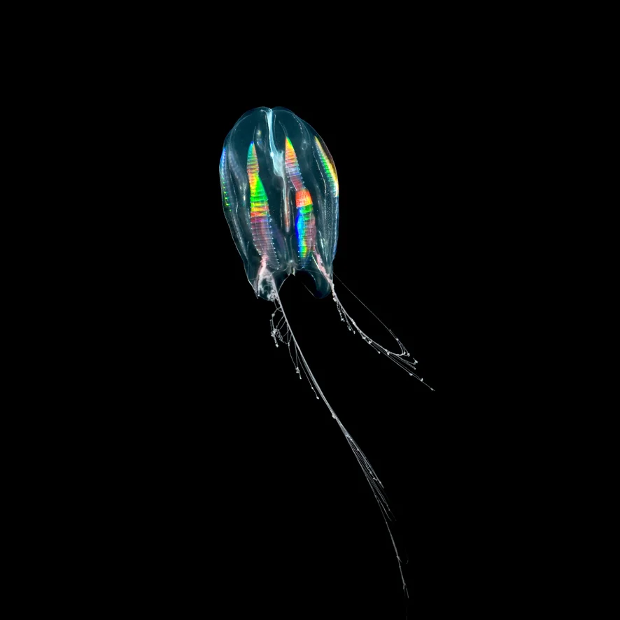 Mertensia ovum (Arctic Sea Nut) photo by Maia Valenzuela