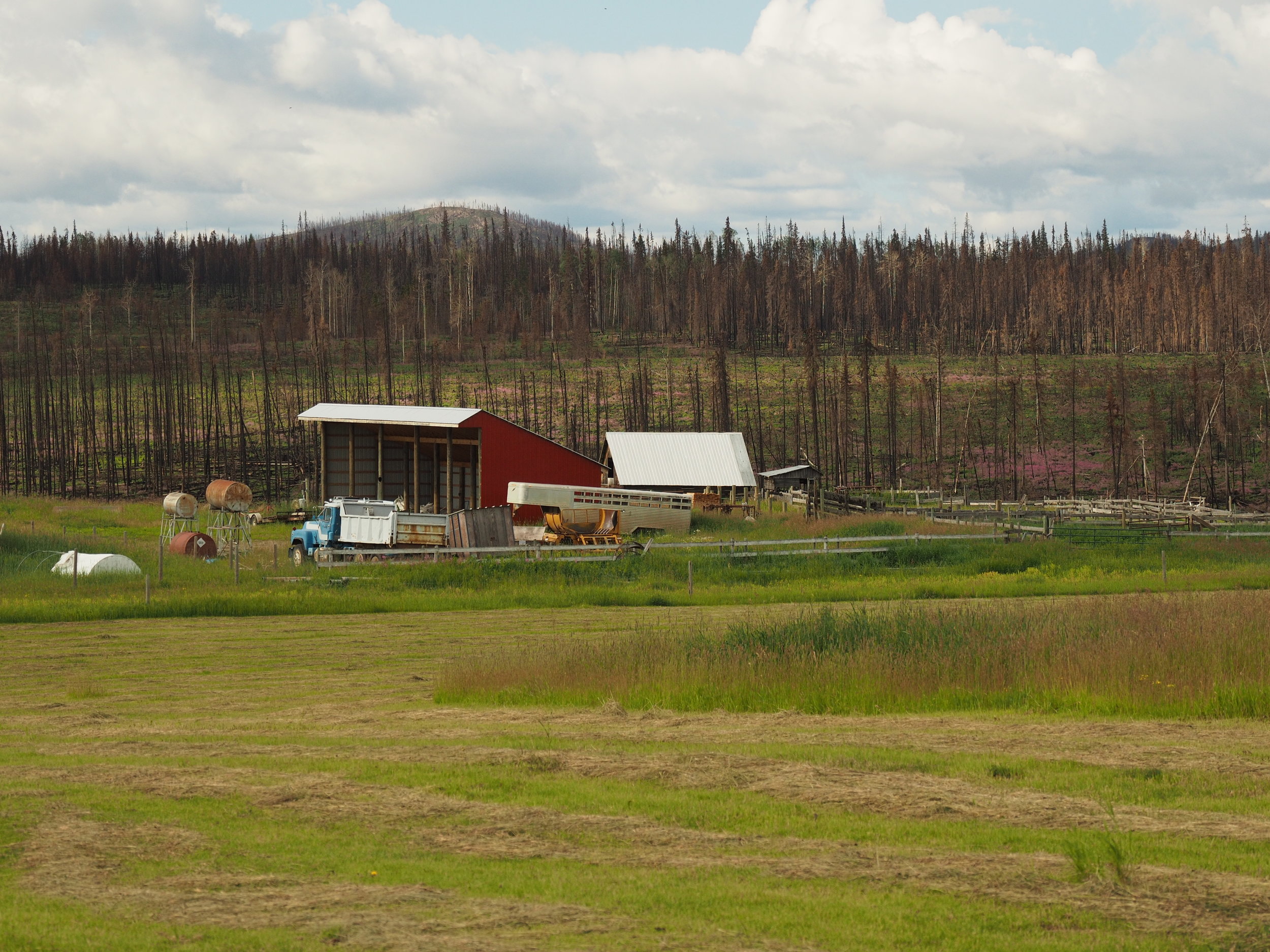A farm and a timber lot