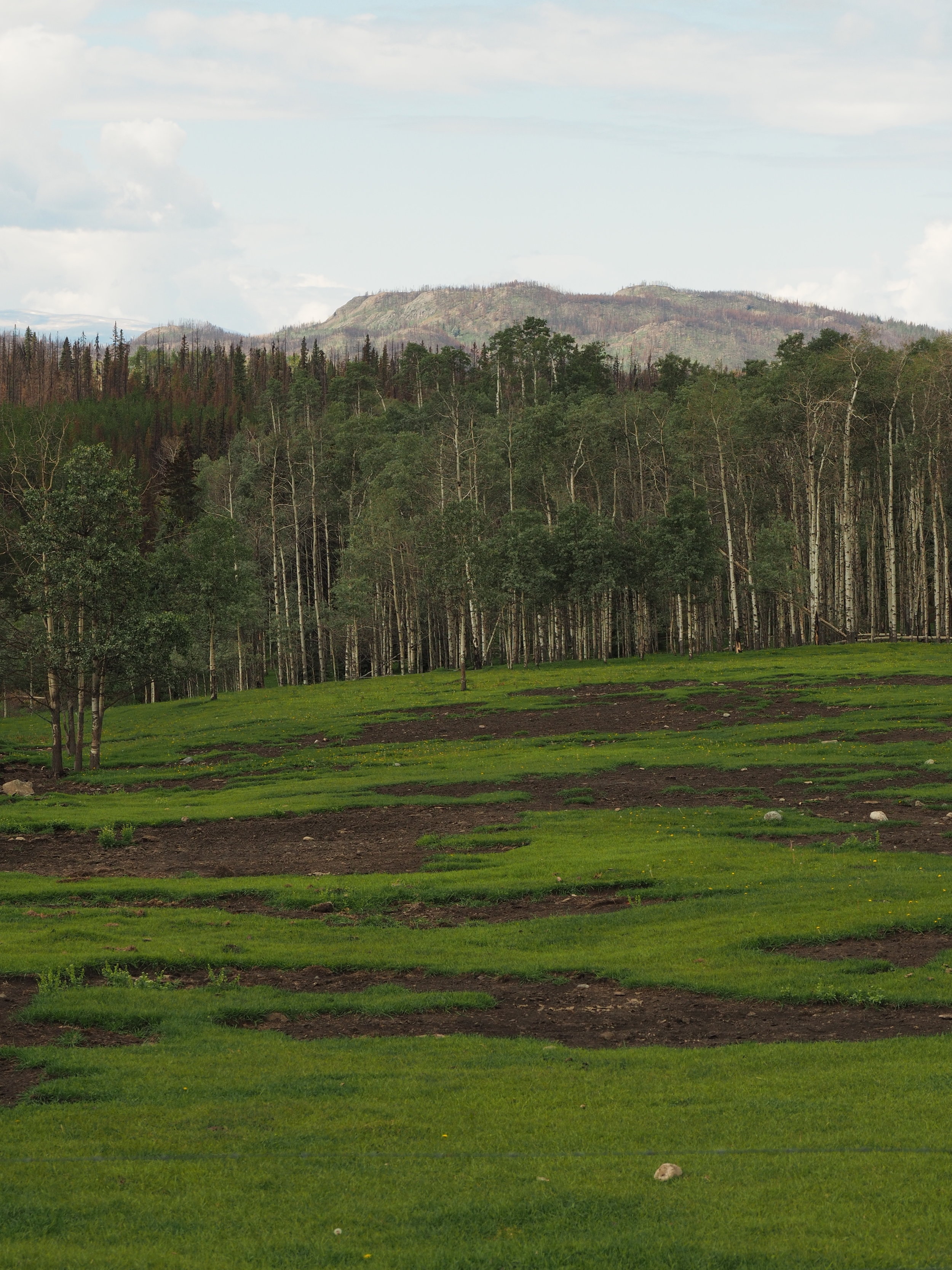 Scorched earth