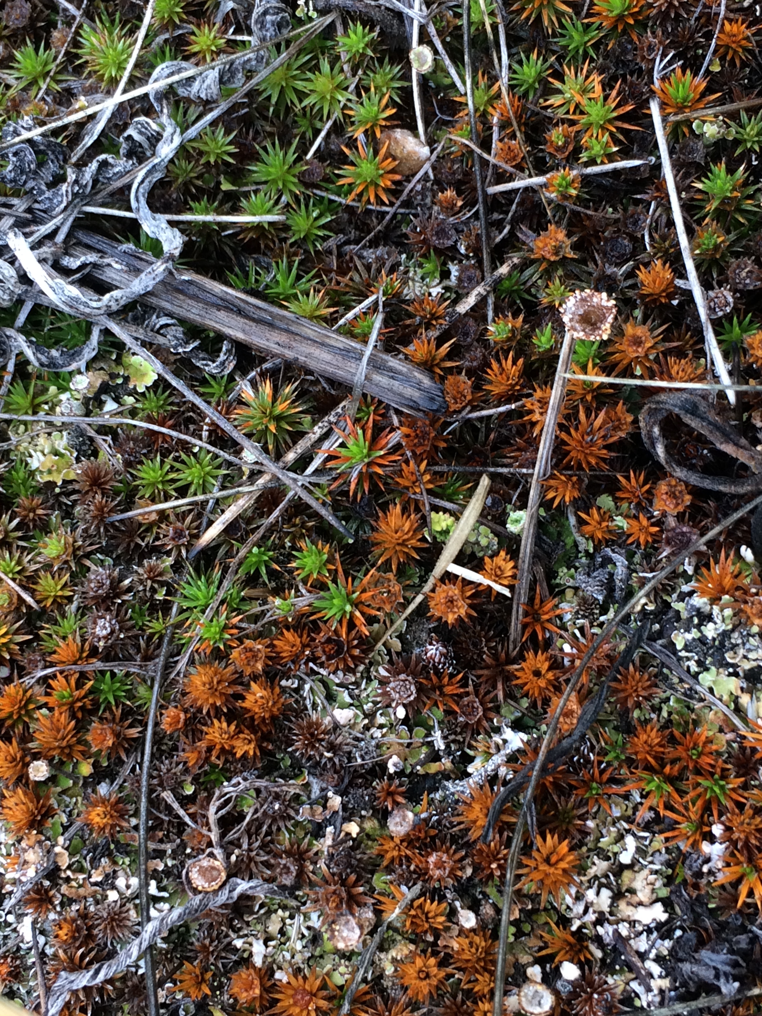 Post-Burn Mosses and Lichens