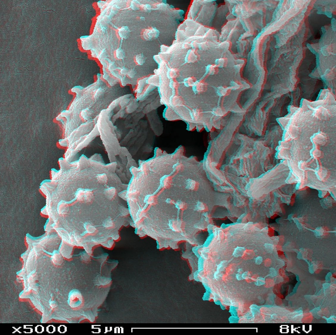 Meet Your Fungal Associates 3: Spores!