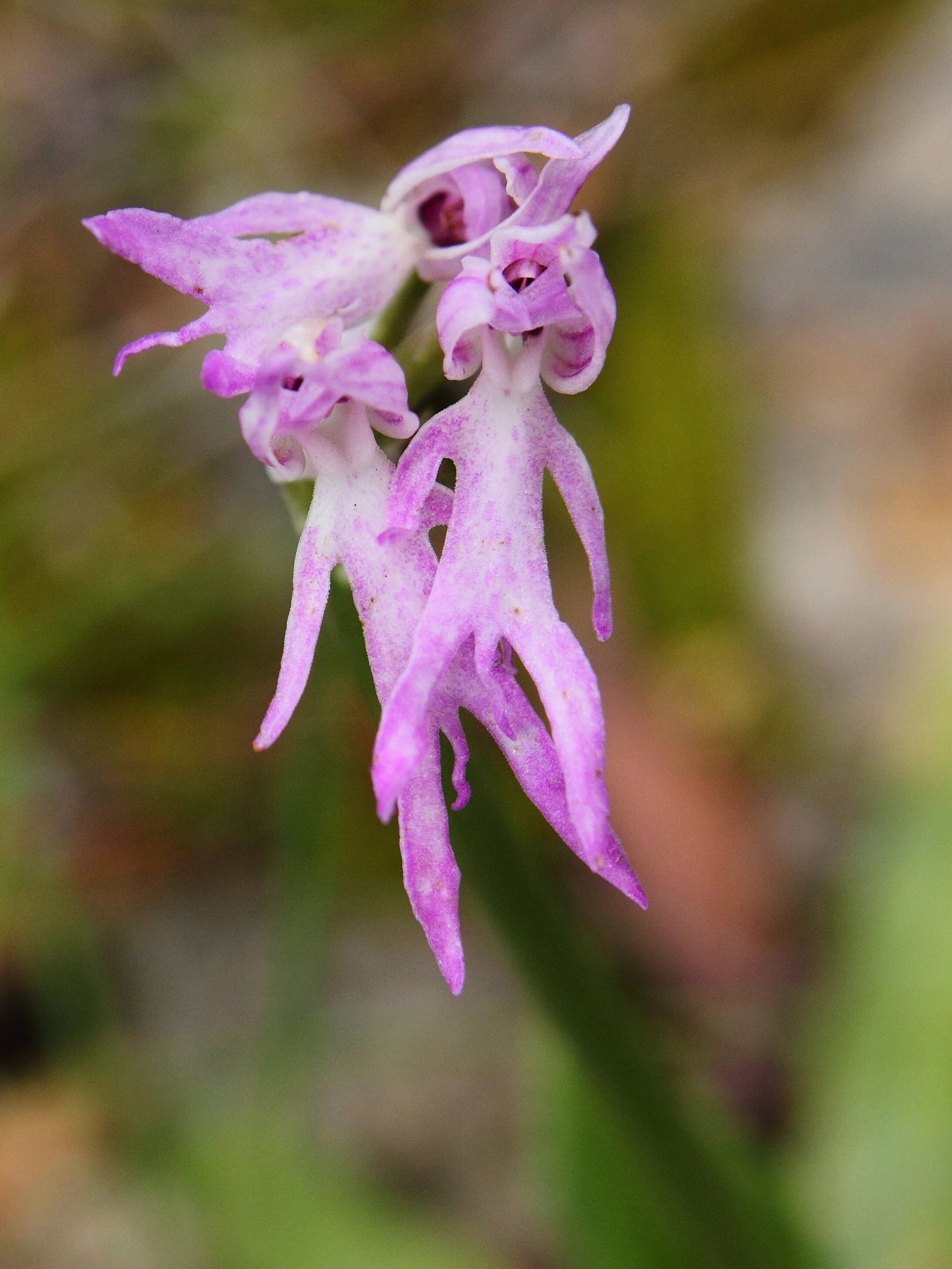 Orchis italica by Luis Nunes Alberto