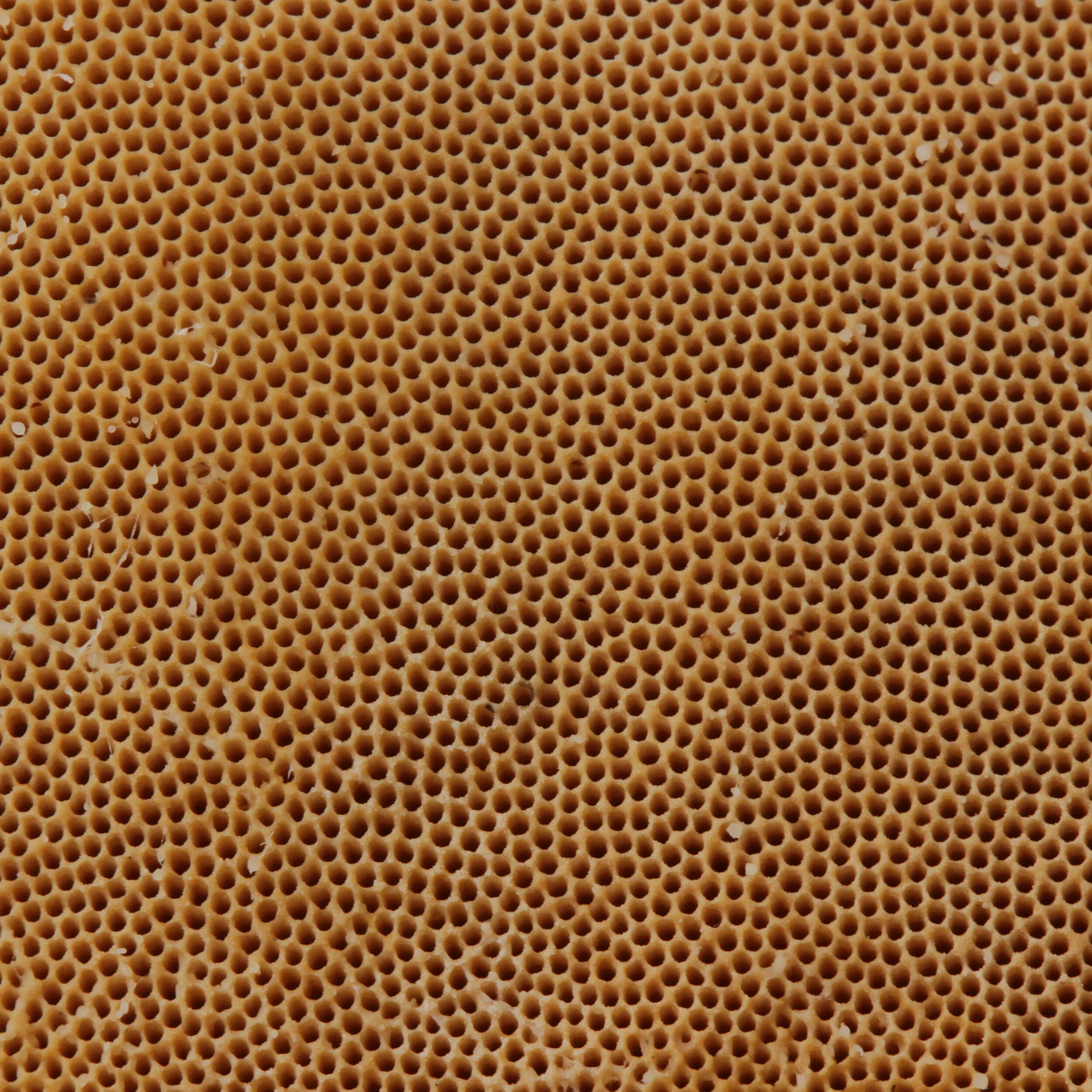 Meet Your Fungal Associates 8: Polypores