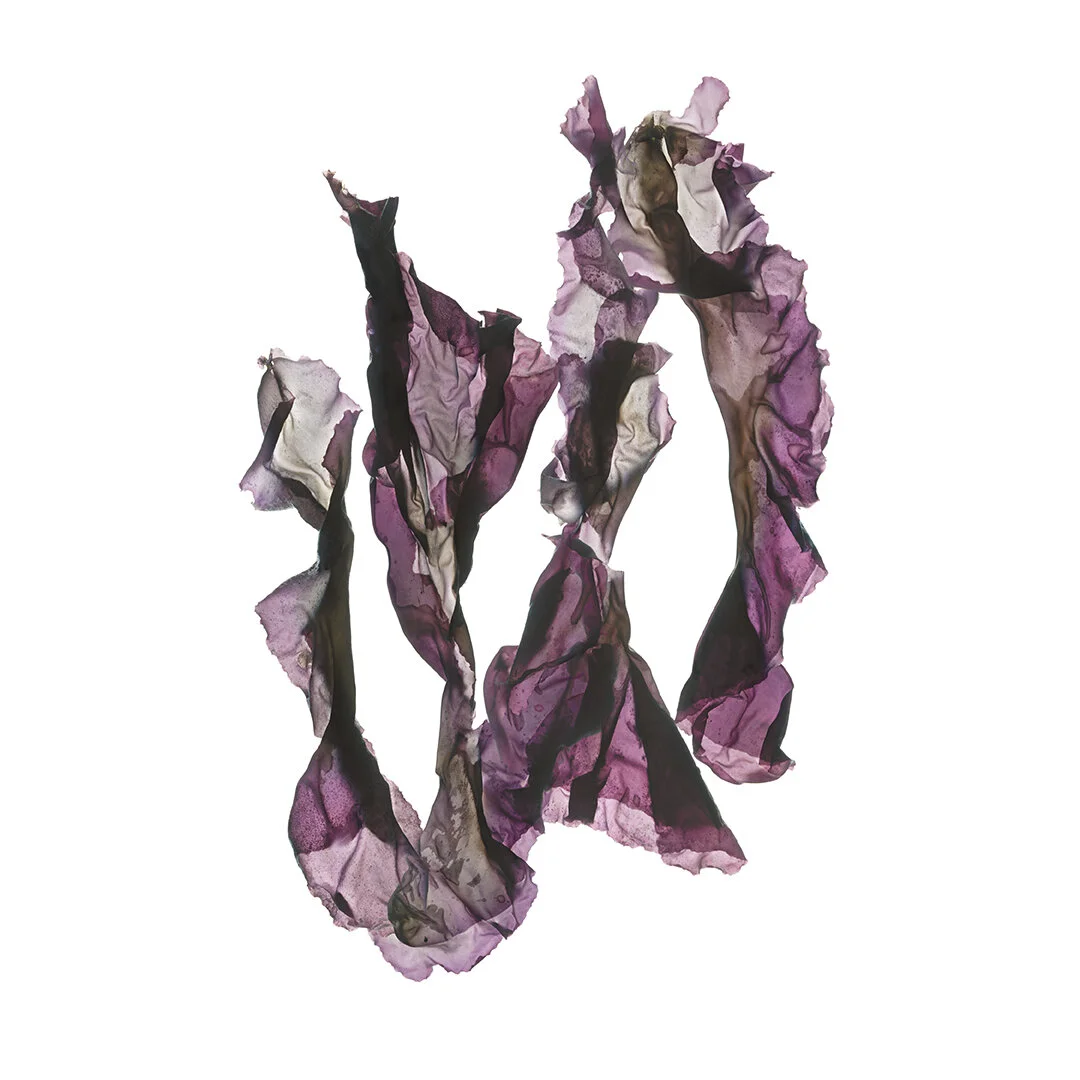 Seaweed Sojourning 2: A Nori Story