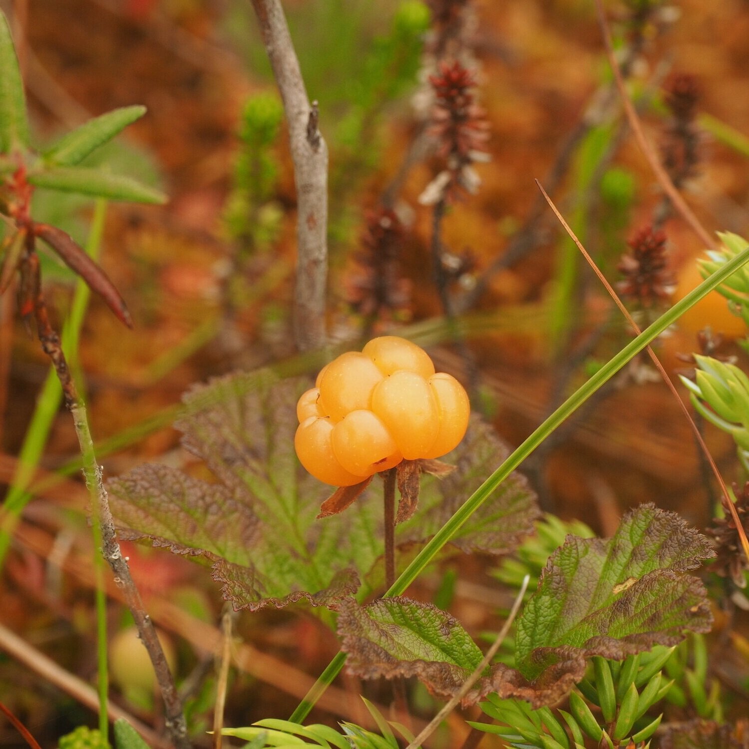 Cloudberries On Haida Gwaii Future Ecologies Podcast