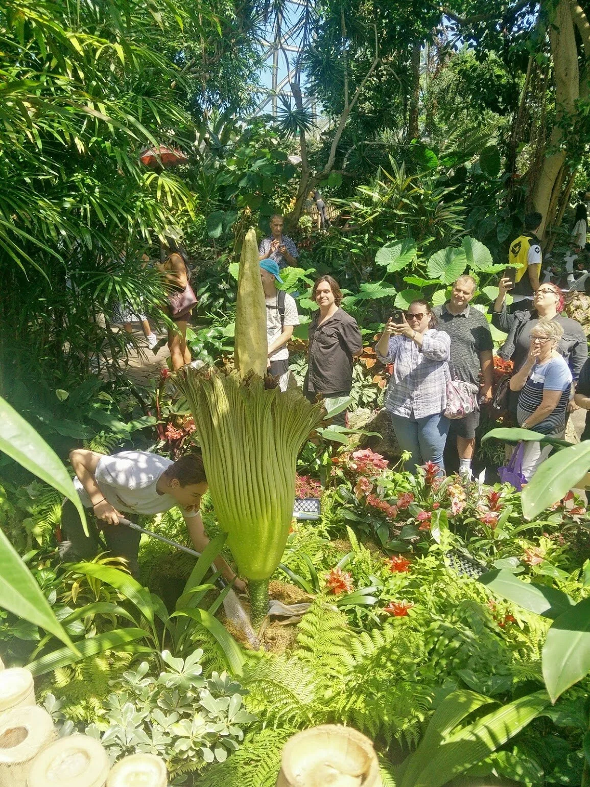 The Titan Arum