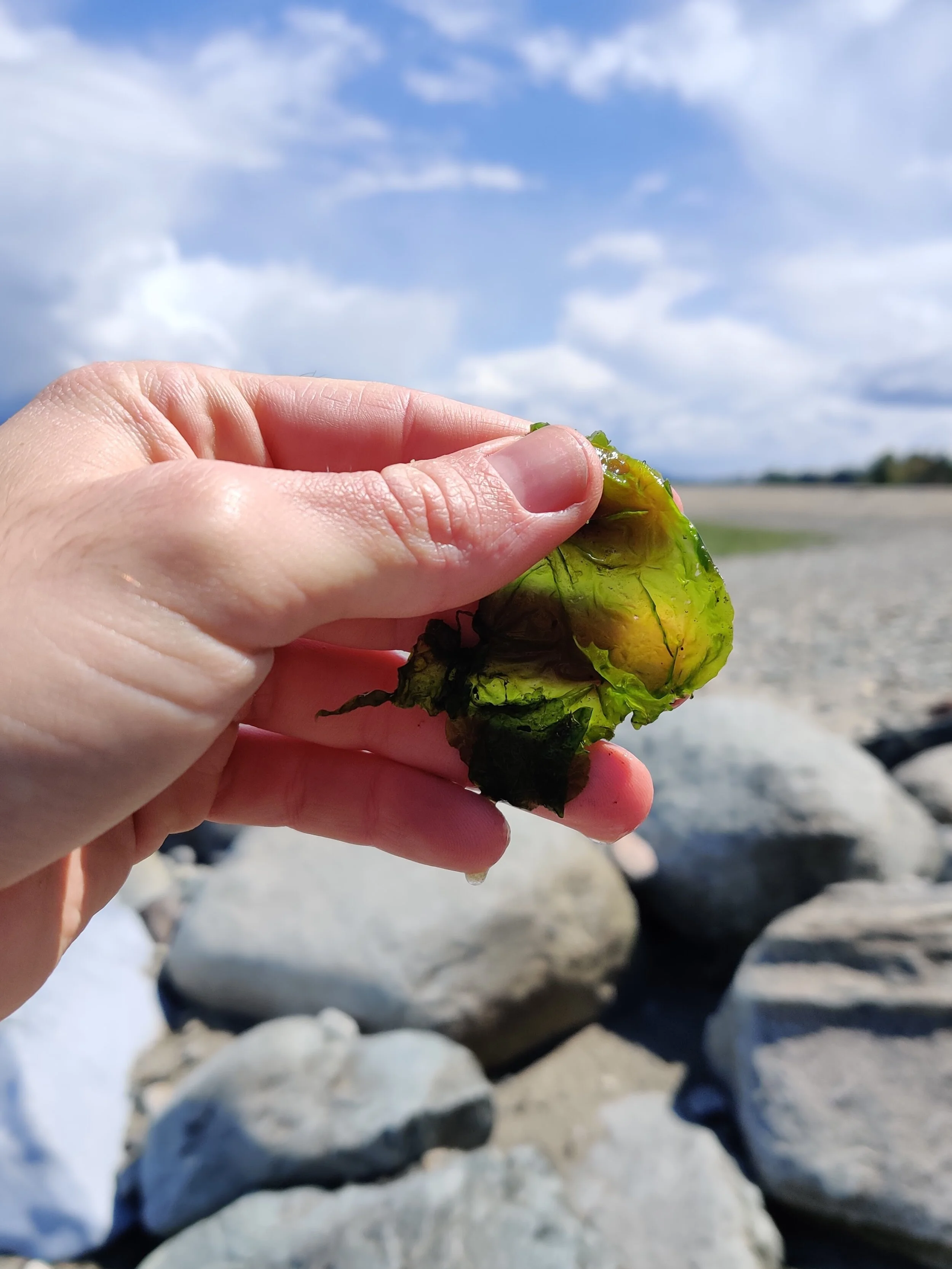 Seaweed Sojourning 3: Symbiogenesis