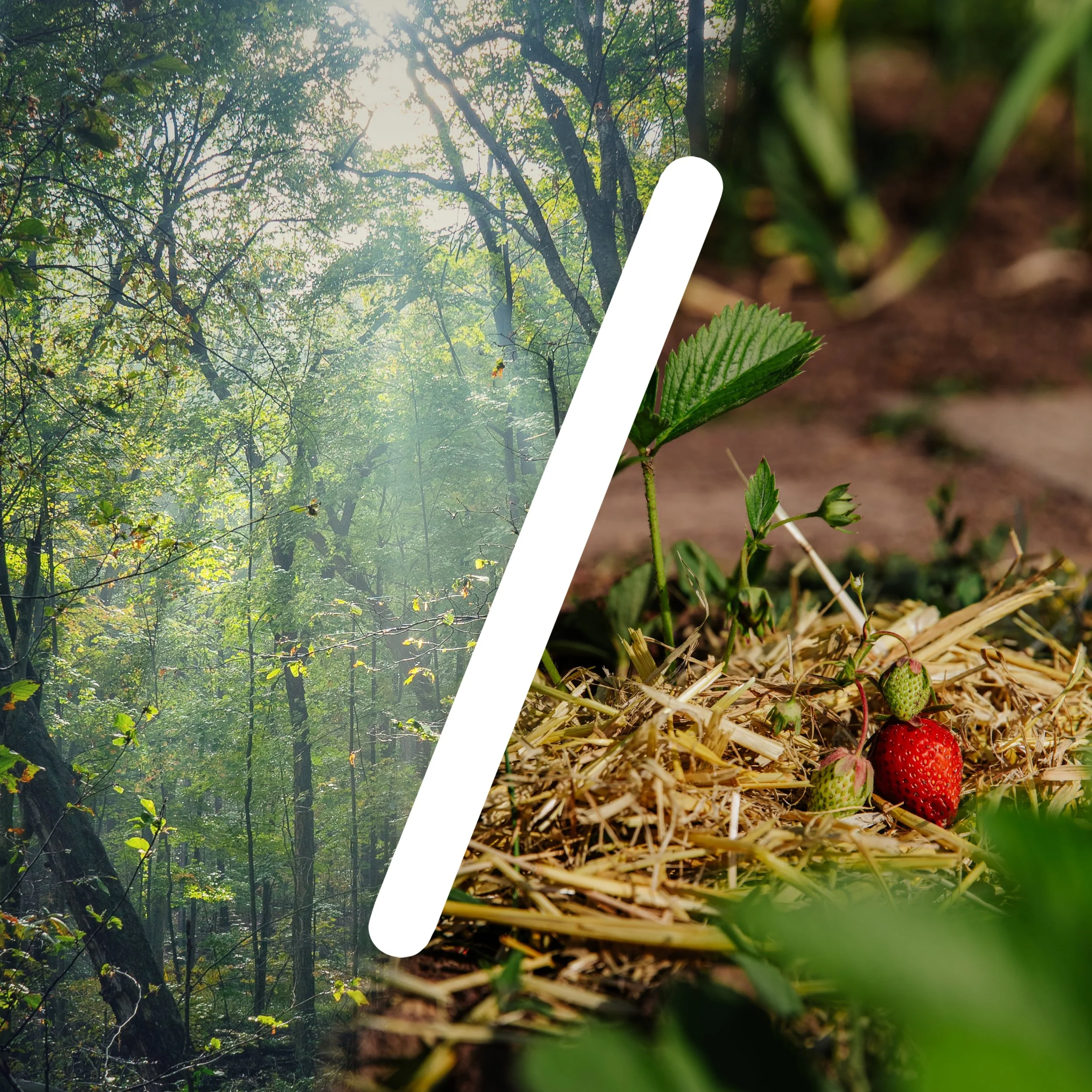 FE4.1 - FOREST / GARDEN