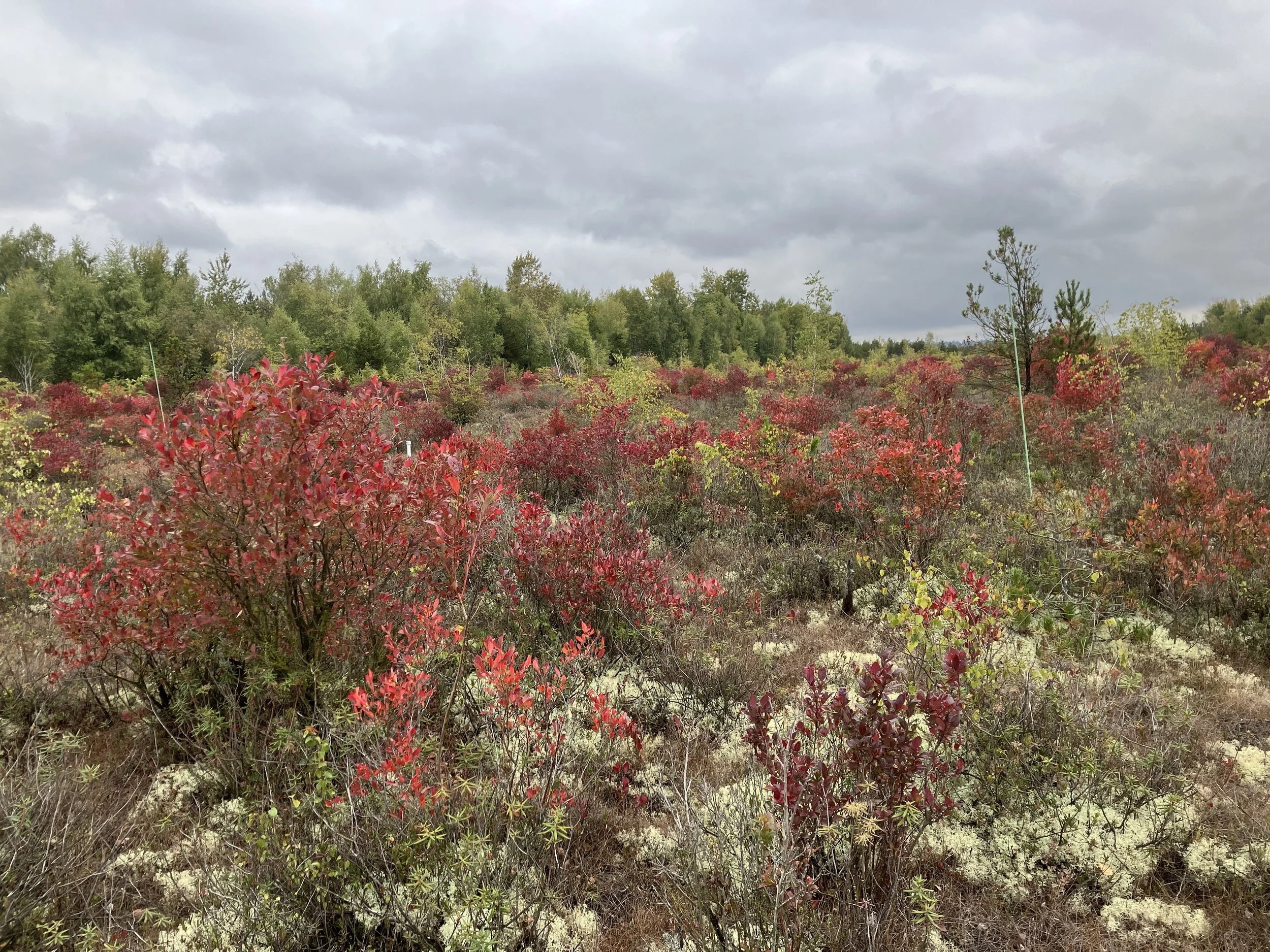  Blueberries and Reindeer lichen in Burns bog (Adam Huggins, 2024) 
