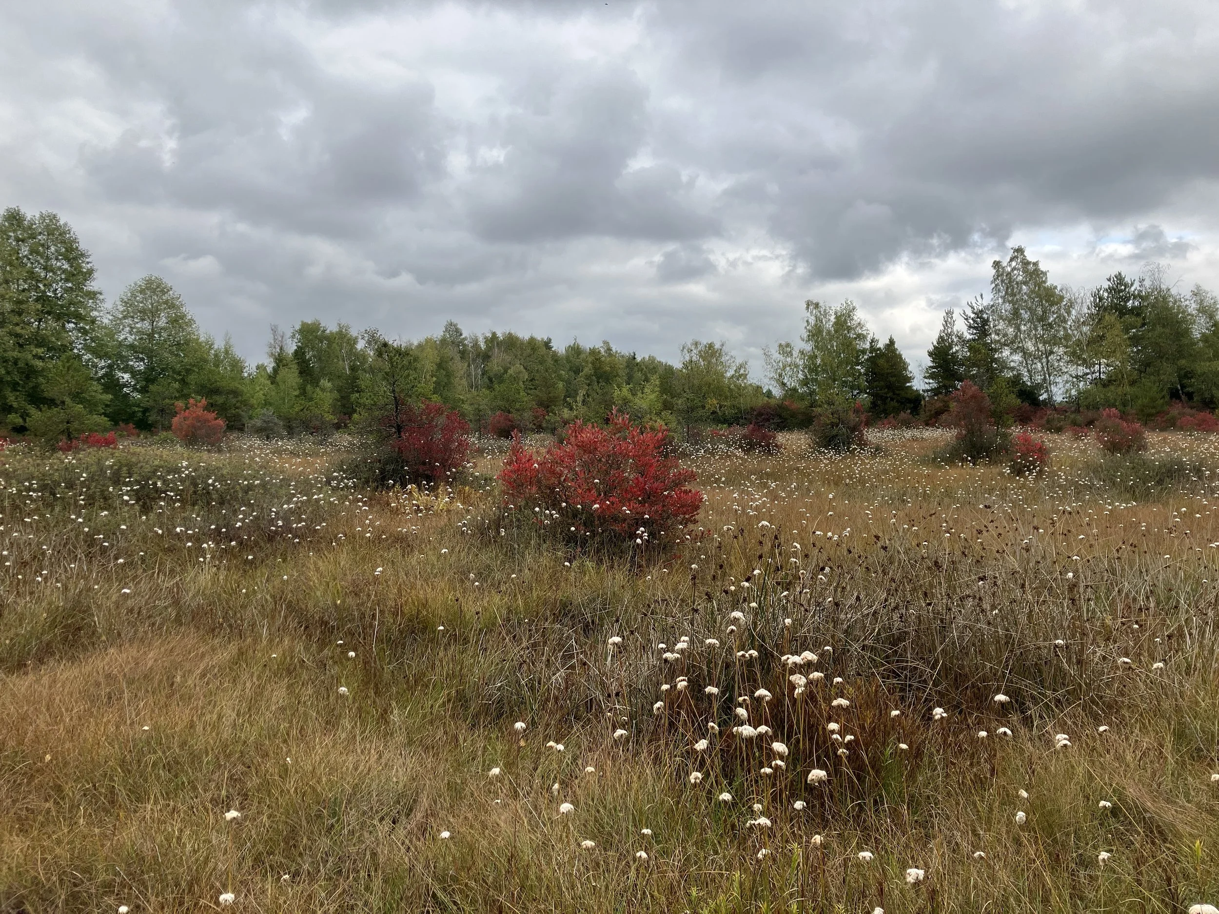  Cotton grass, a native wetland species (Adam Huggins, 2024) 
