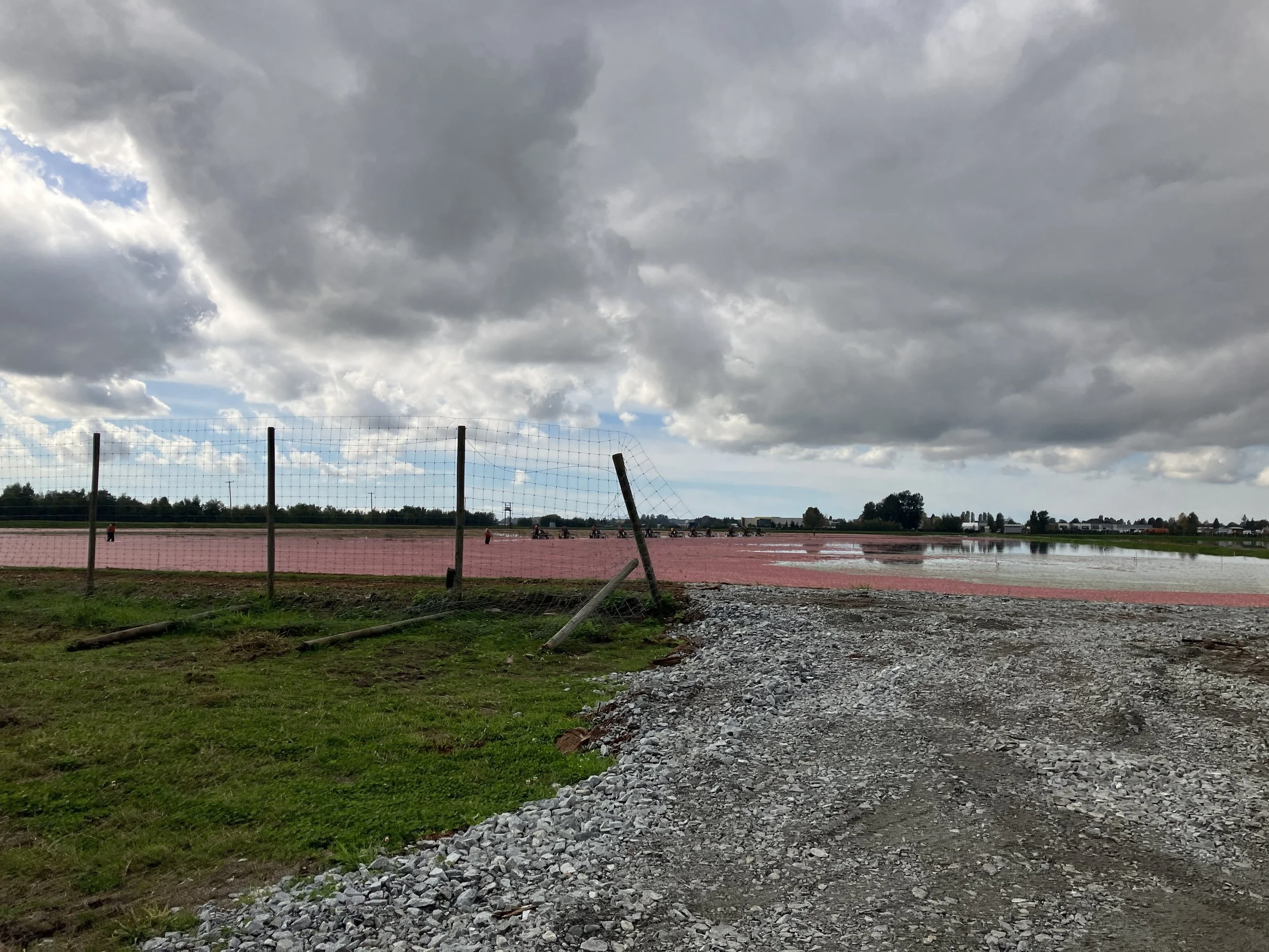  Cranberry farm next to Burns Bog (Adam Huggins, 2024) 