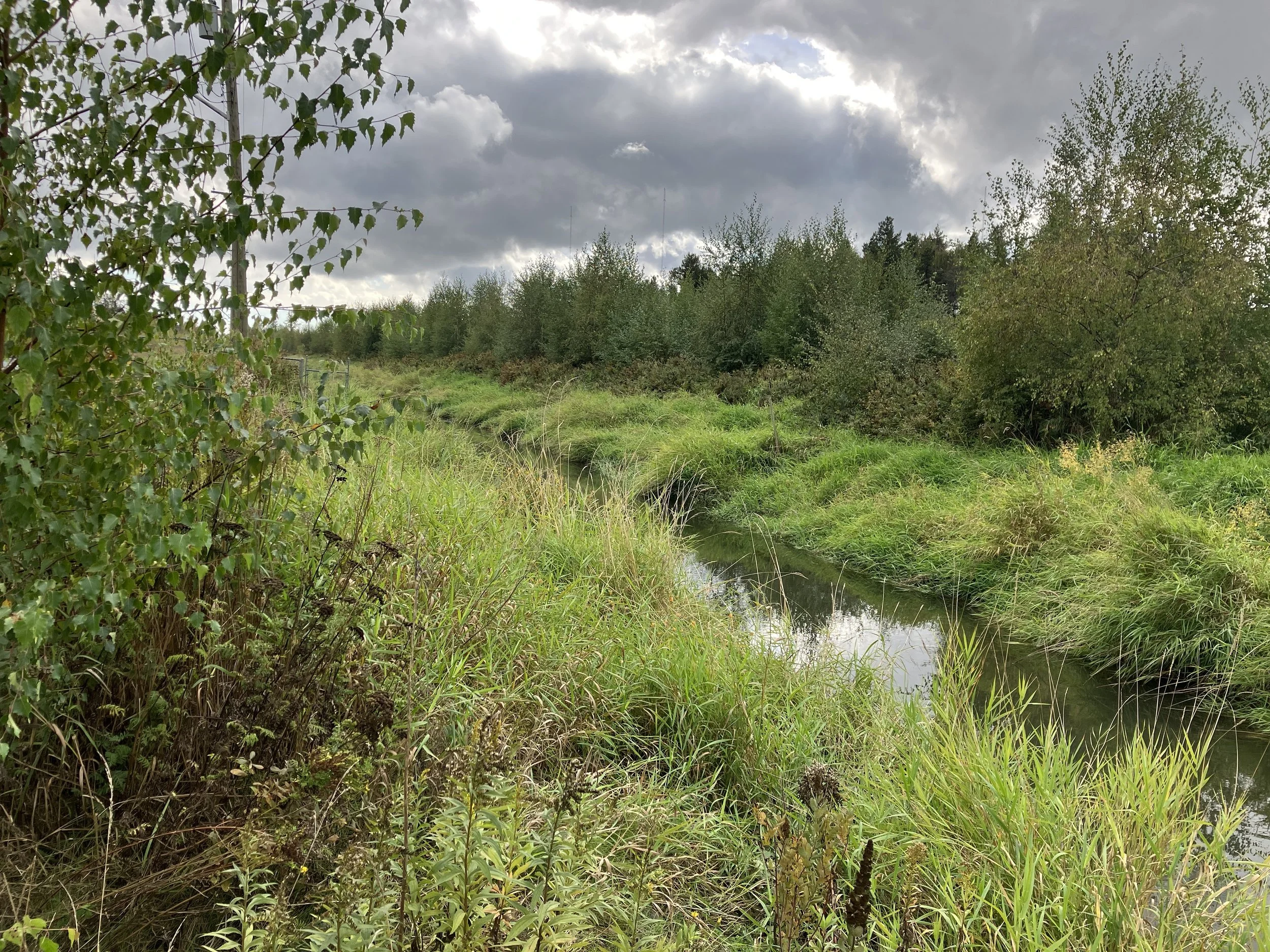  Drainage ditch in Burns Bog’s lagg (Adam Huggins, 2024) 