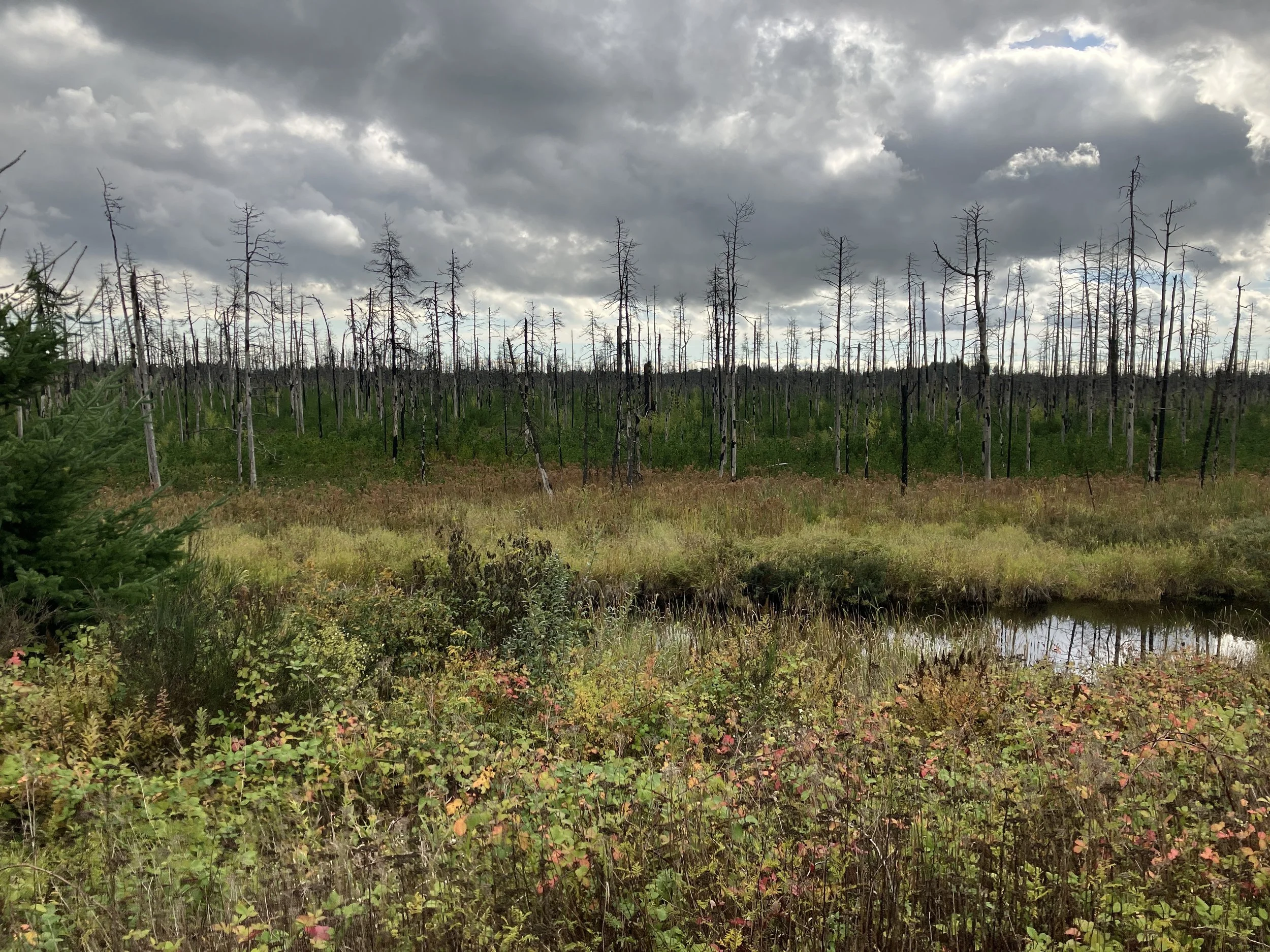  Burned area in Burns Bog — note the thicket of pine saplings (Adam Huggins, 2024) 