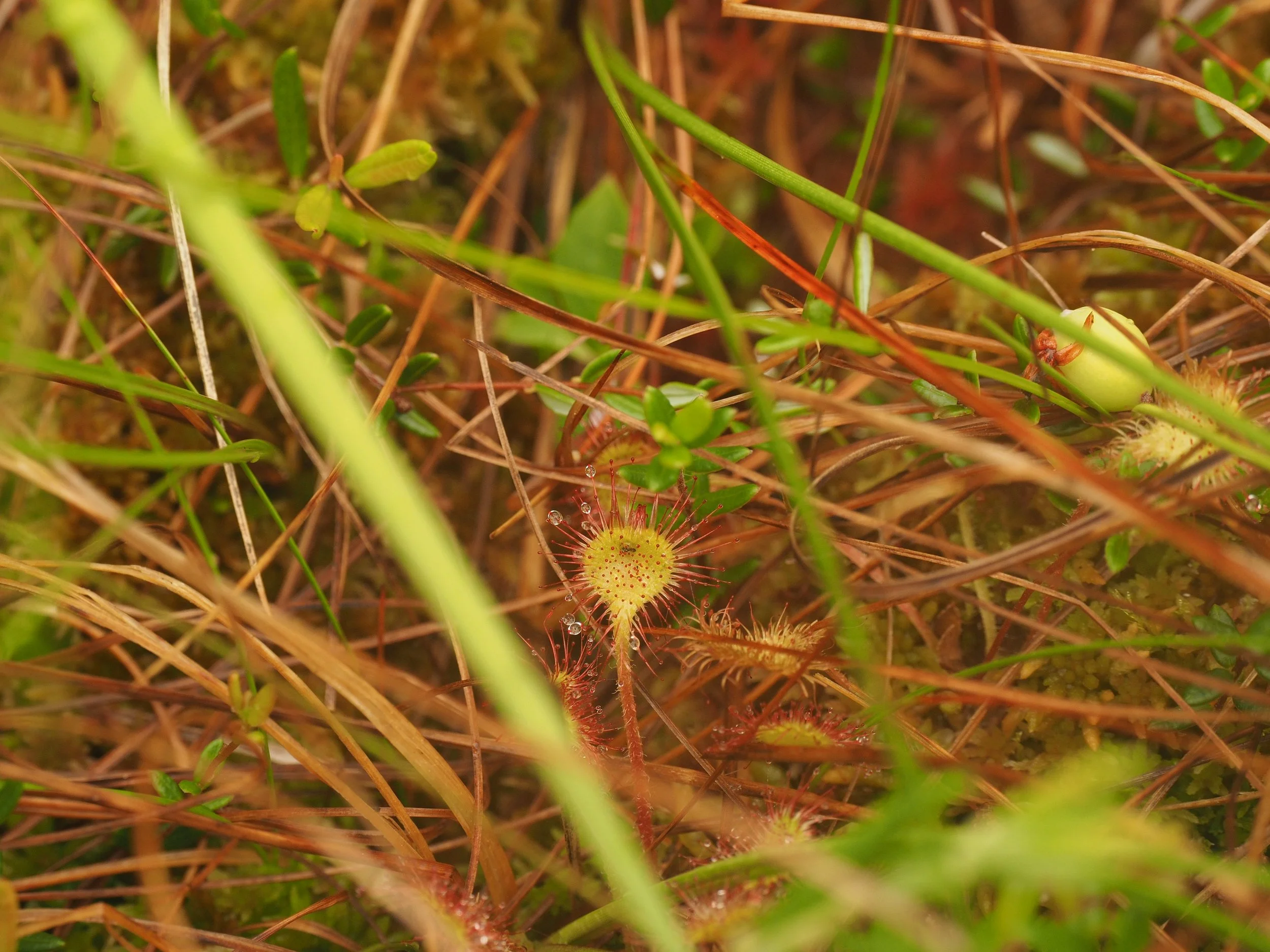  Sundew (Mendel Skulski, 2019) 