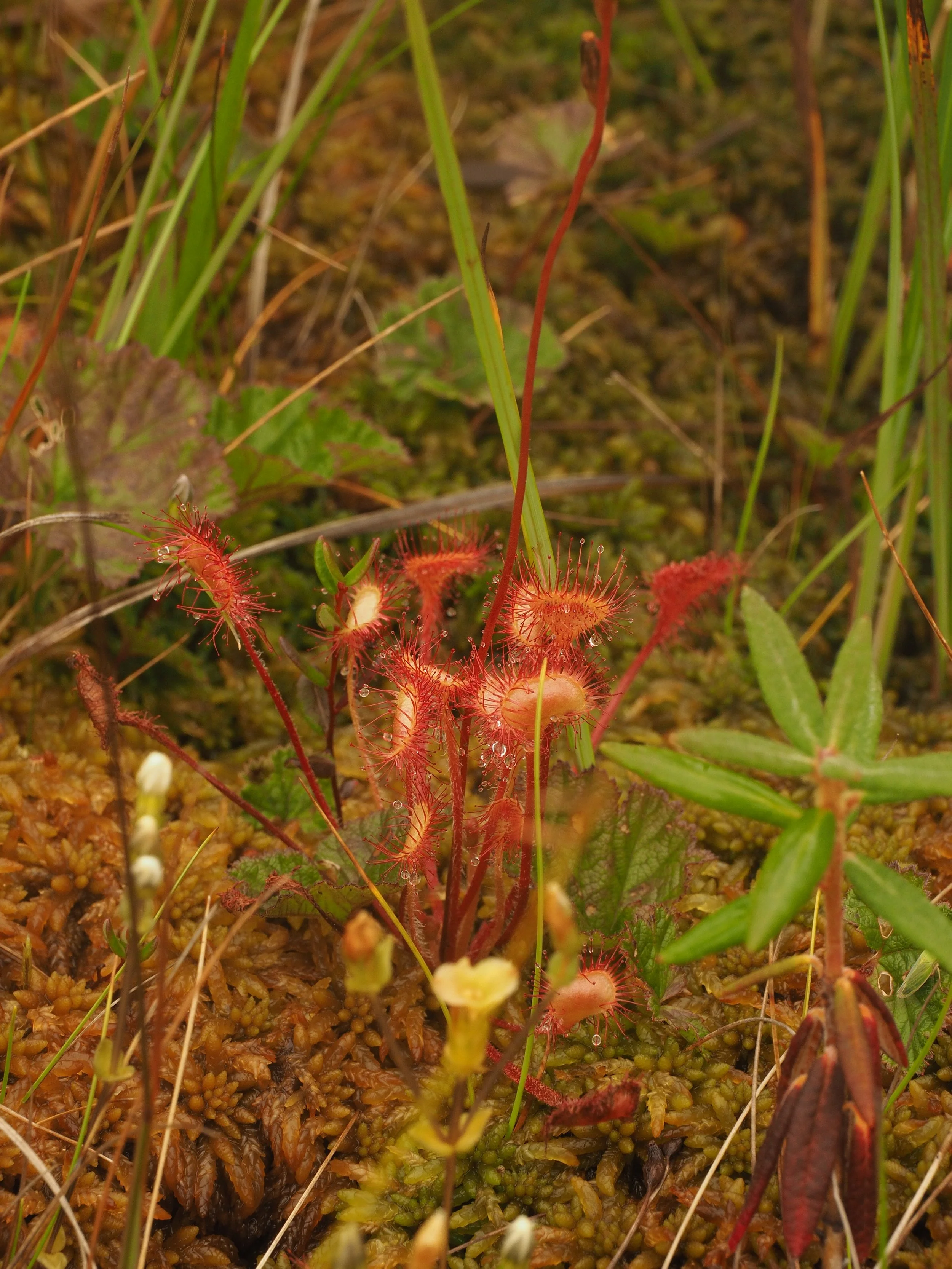  Another Sundew (Mendel Skulski, 2019) 