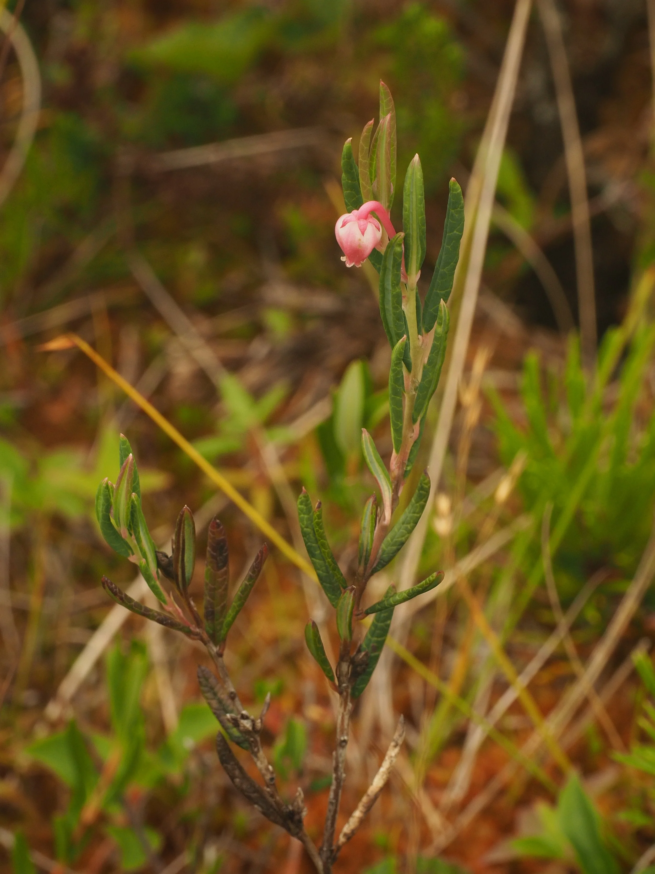 Bog Rosemary (Mendel Skulski, 2019) 