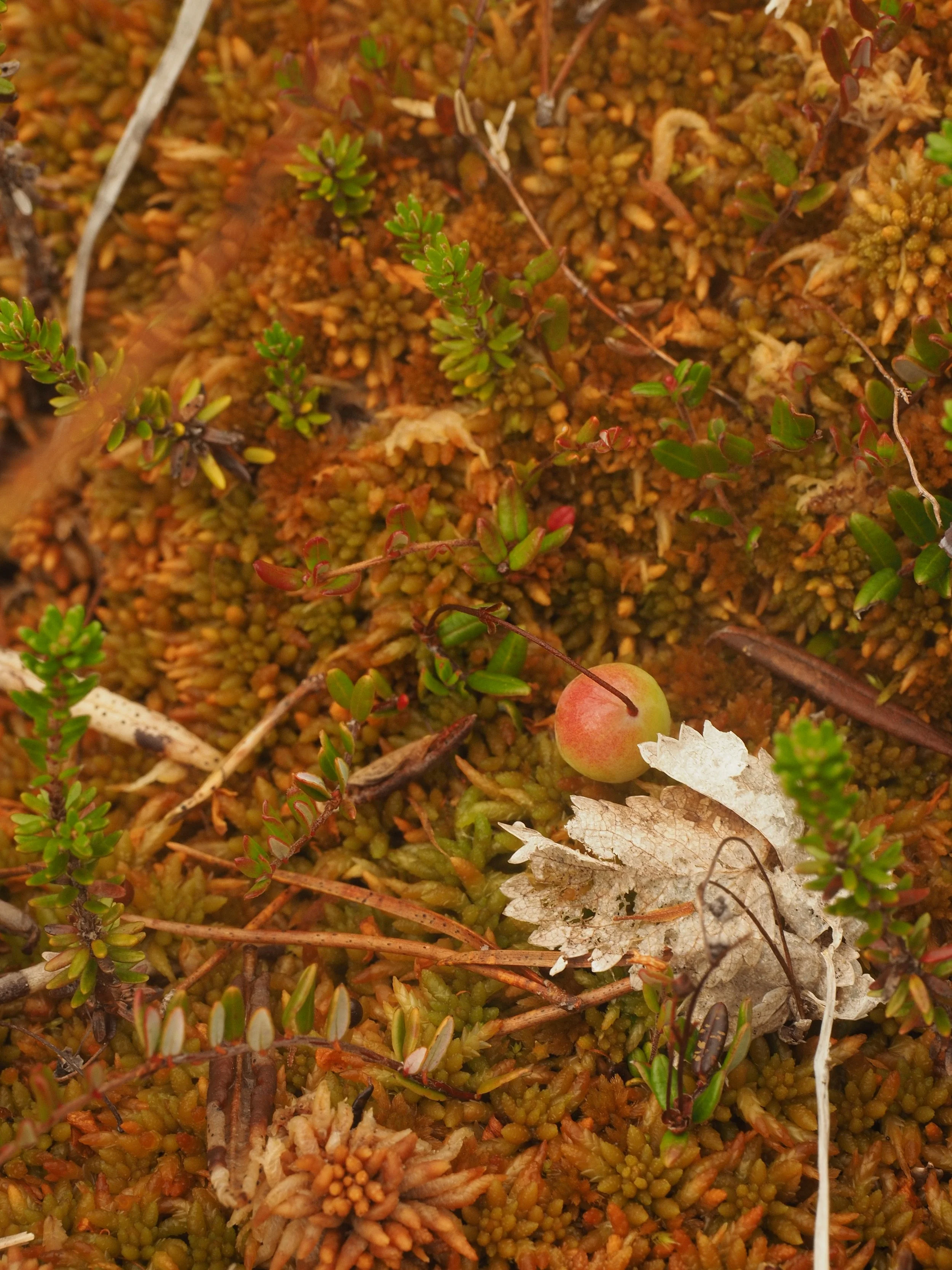  Bog Cranberry (Mendel Skulski, 2019) 