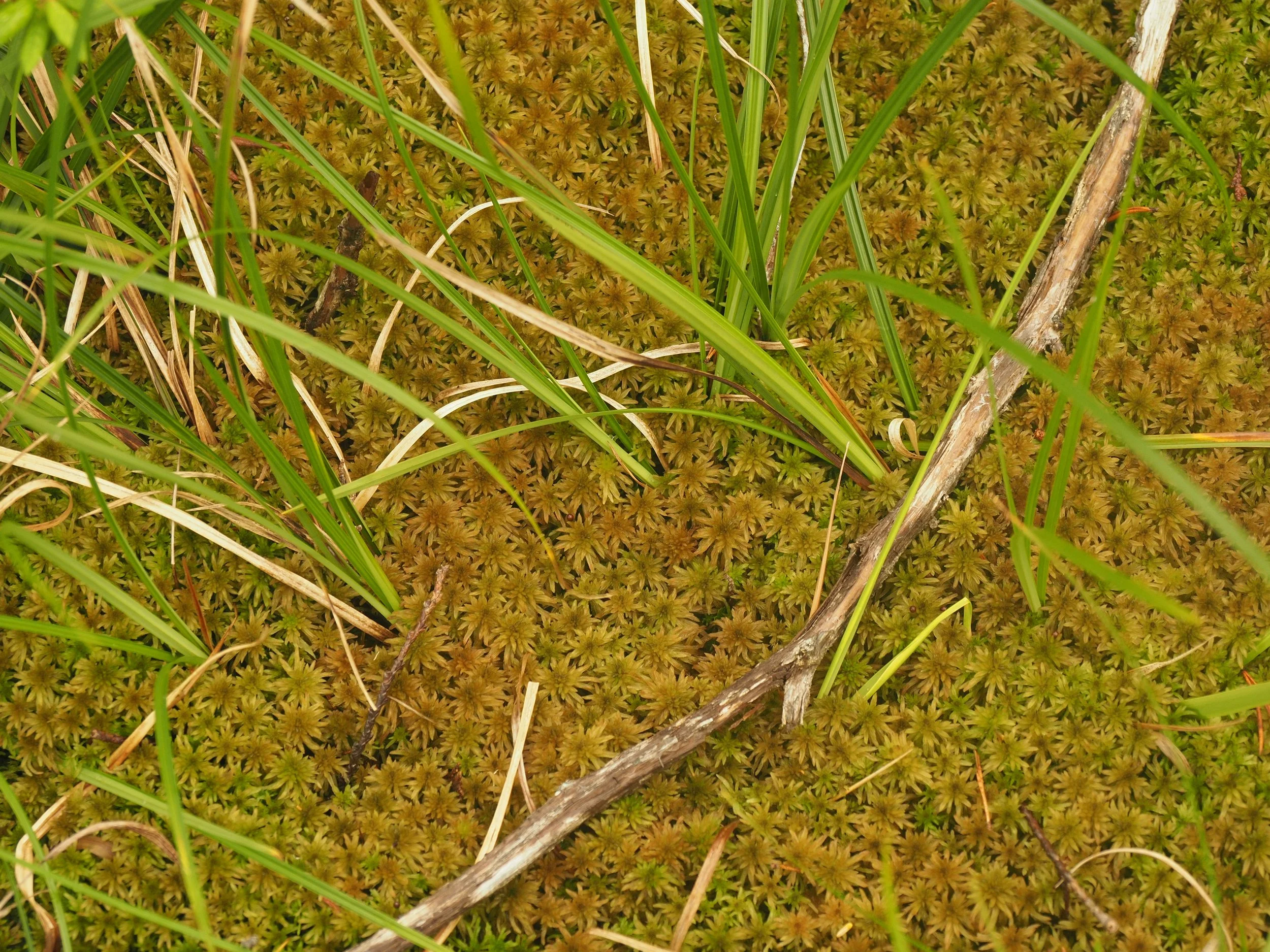  Sphagnum moss (Mendel Skulski, 2019) 