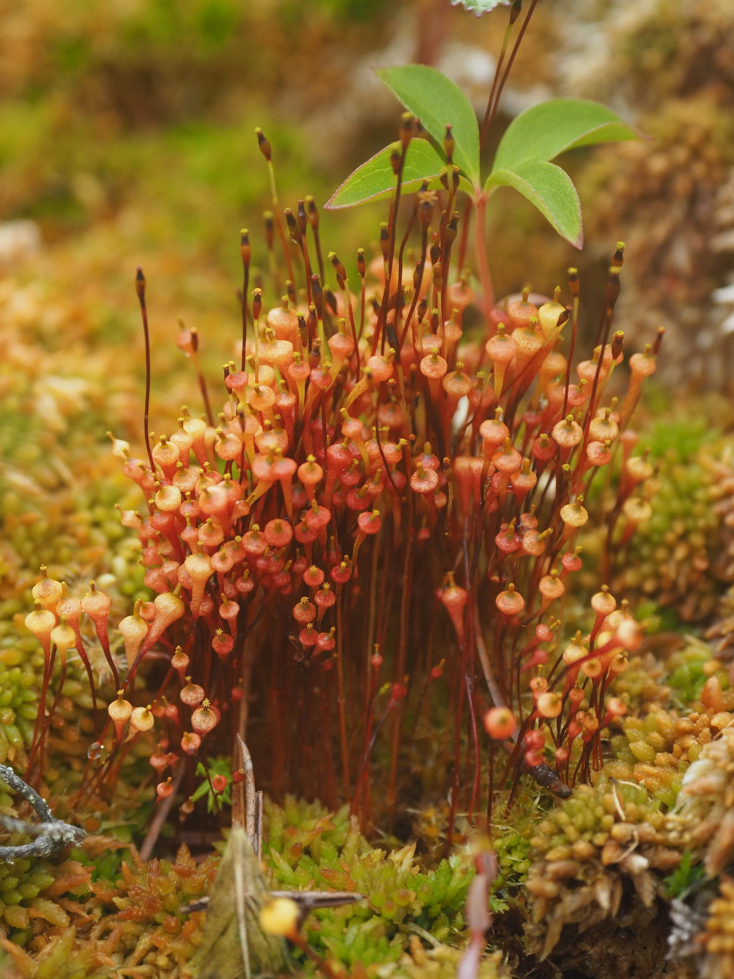  Splachnum moss: an ungulate dung specialist (Mendel Skulski, 2019) 