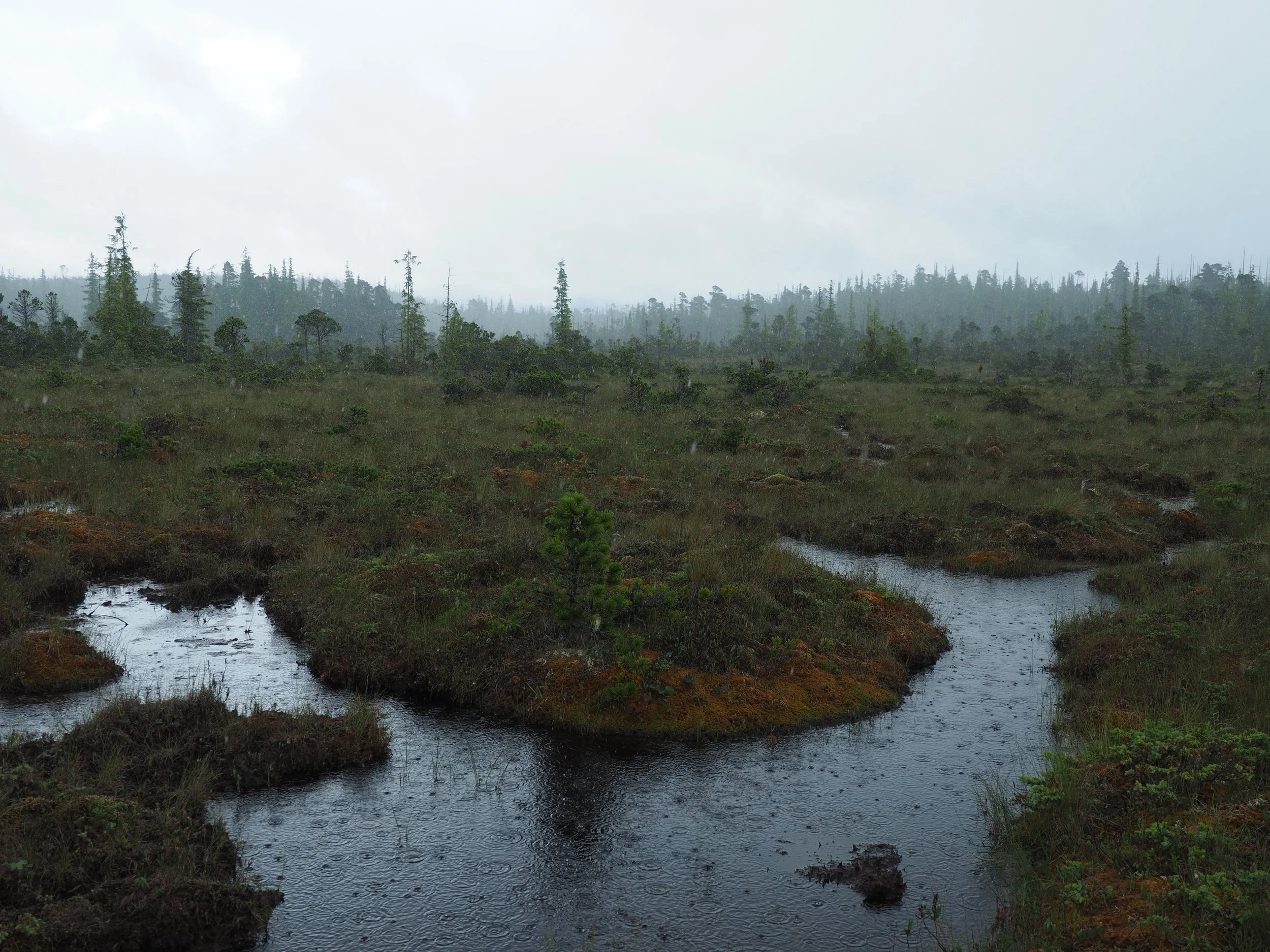  Drizzle Lake bog, Haida Gwaii (Mendel Skulski, 2019) 