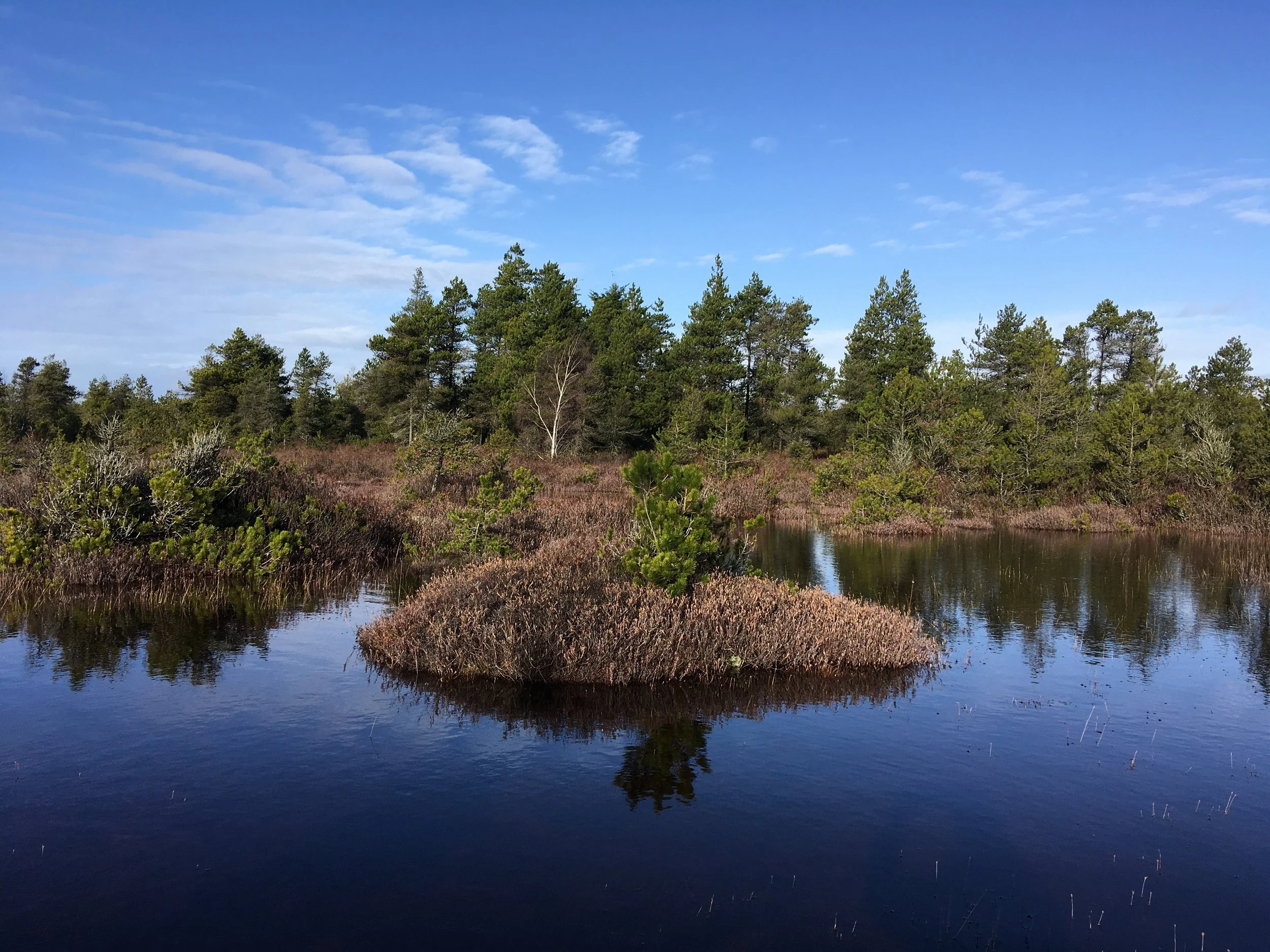  Burns Bog’s restored water table (Sarah Howie) 