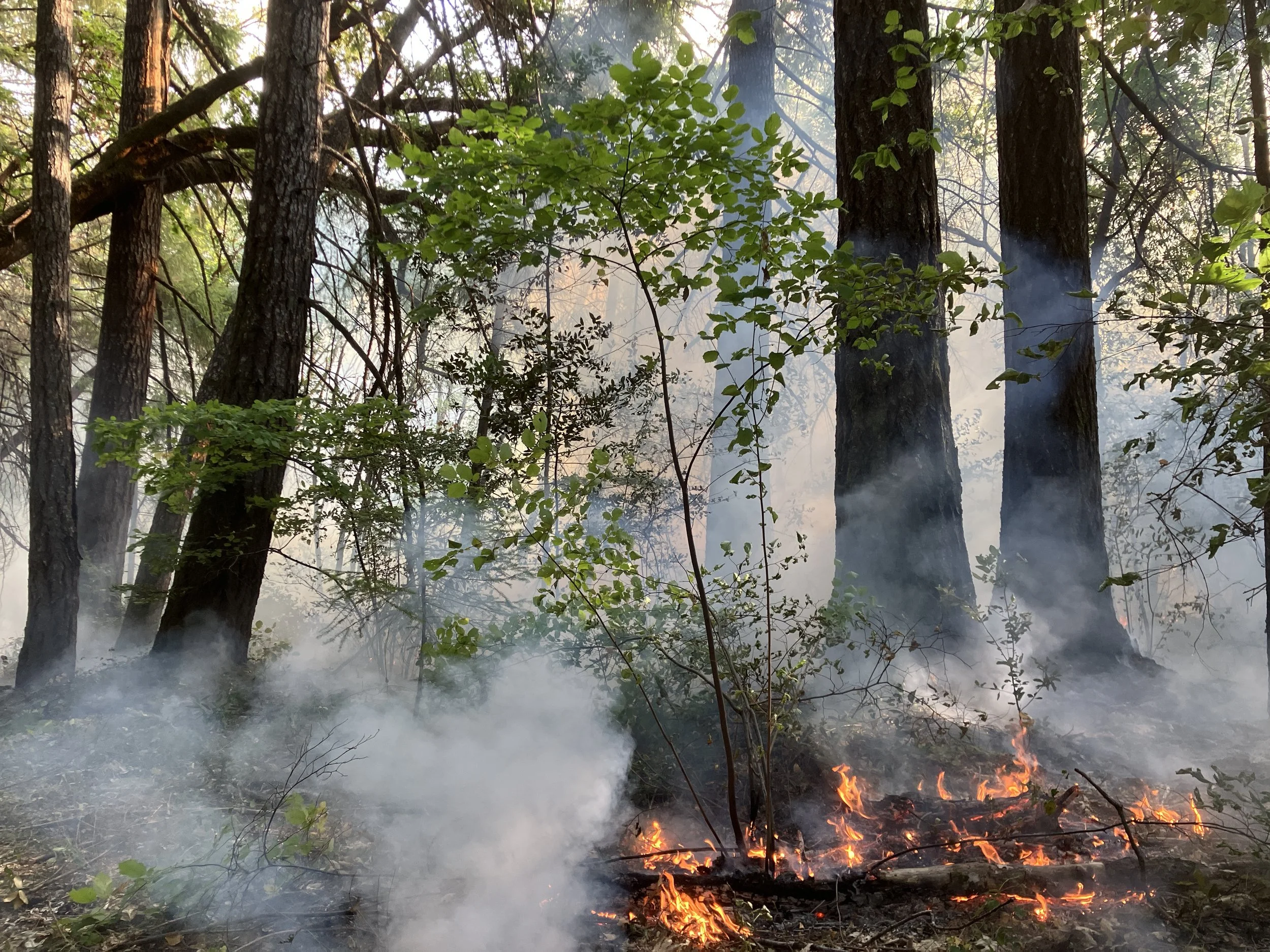  One of the CFMC's usual goals is to top-kill beaked hazel, so its stems will regrow straight — perfect for basketry 