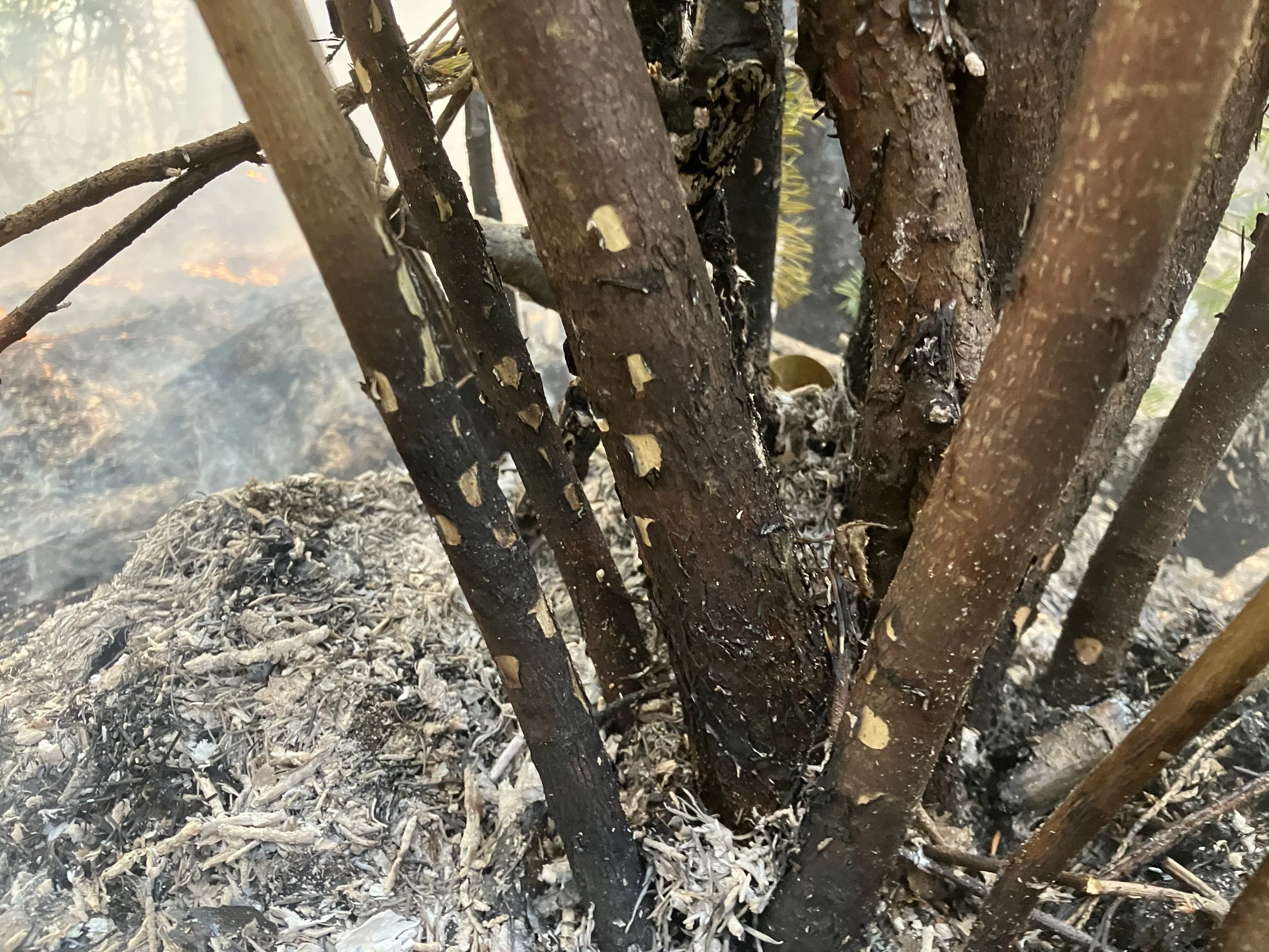  Blistered hazel stems — a sign that the heat was just right 