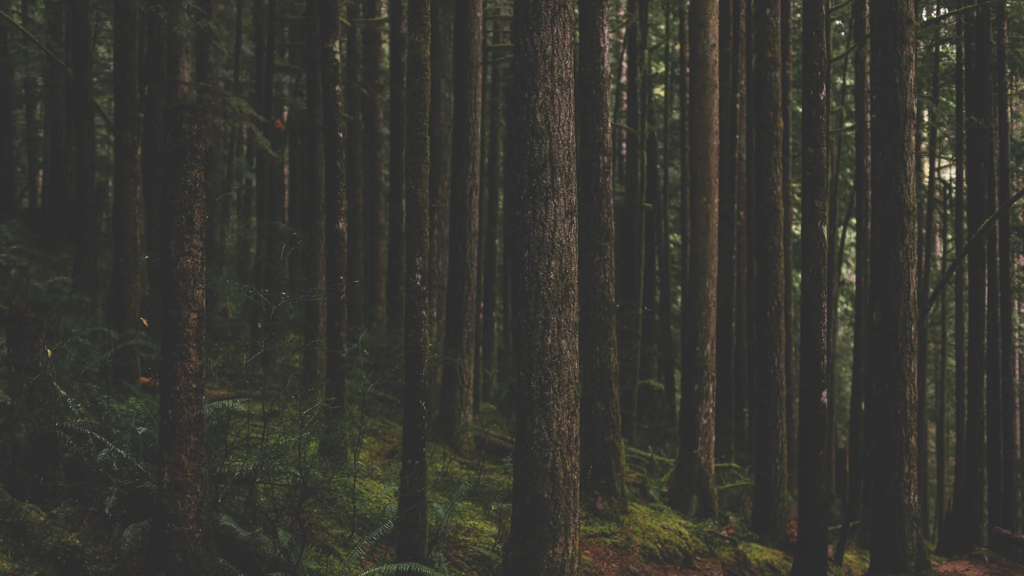 FOREST+WEB.jpg