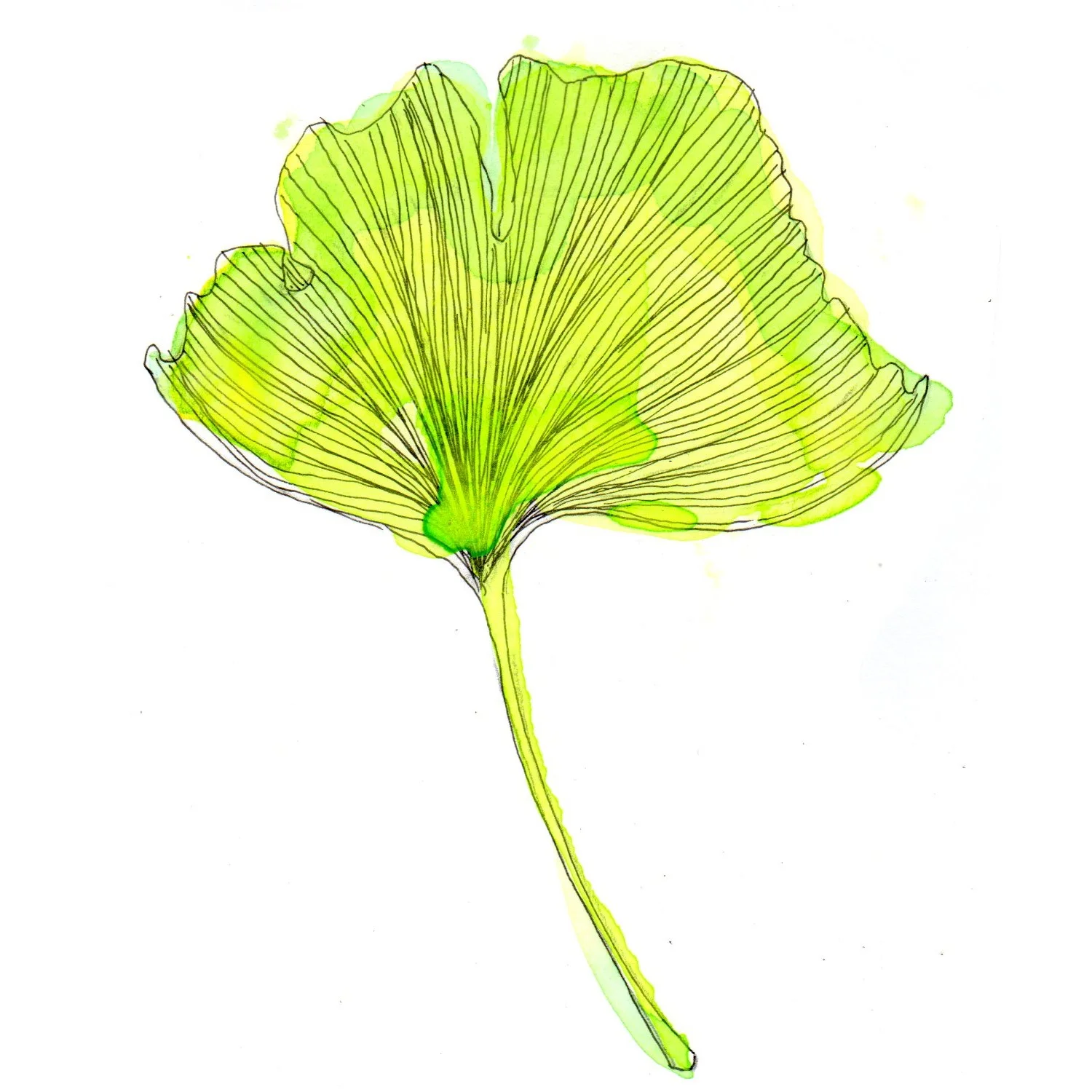 Gingko ©JuliaBethmann2018