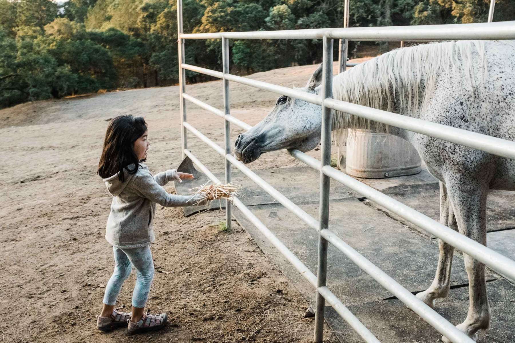 Visit Rescued Animals on Your Sindisa Glamping Retreat