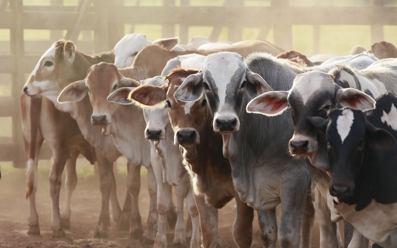 factory-farming (1).jpg