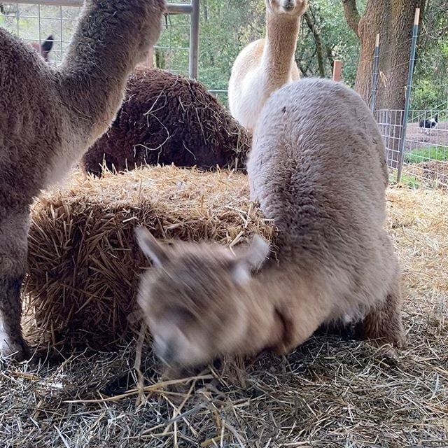 Quarantine play time for these kids .....it&rsquo;s the simple things that bring the most joy ❤️❤️