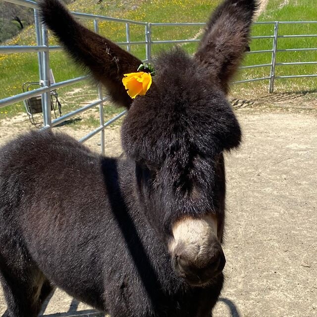 Baby Pepper with her poppies.