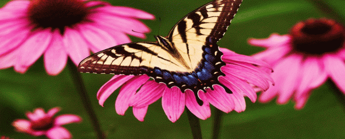 Willa Butterfly 2.gif