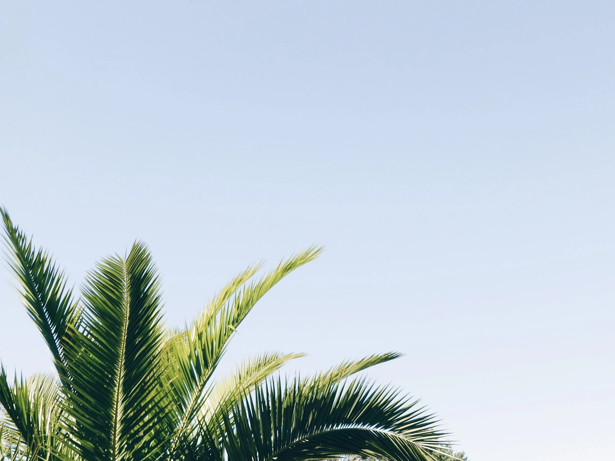 luisa-azevedo-344366-unsplash.jpg