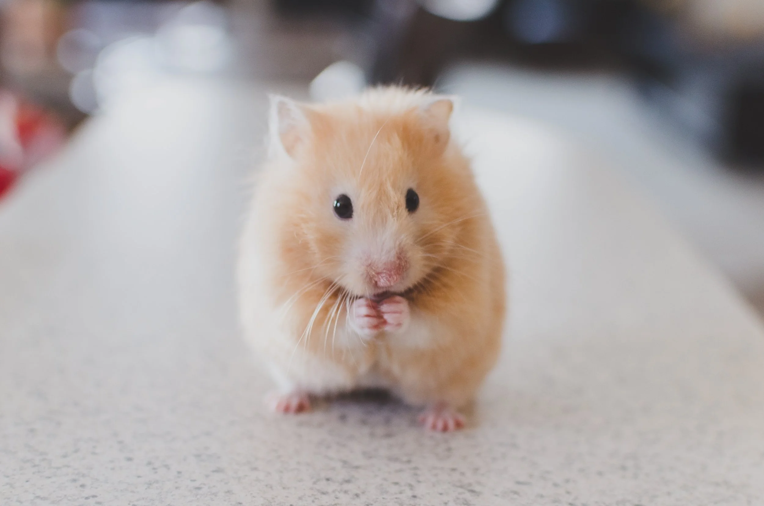 Conferences: Not The Time To Be Mousy
